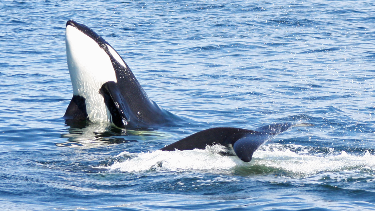 Seattle Half-Day Salish Sea Whale Watching Cruise