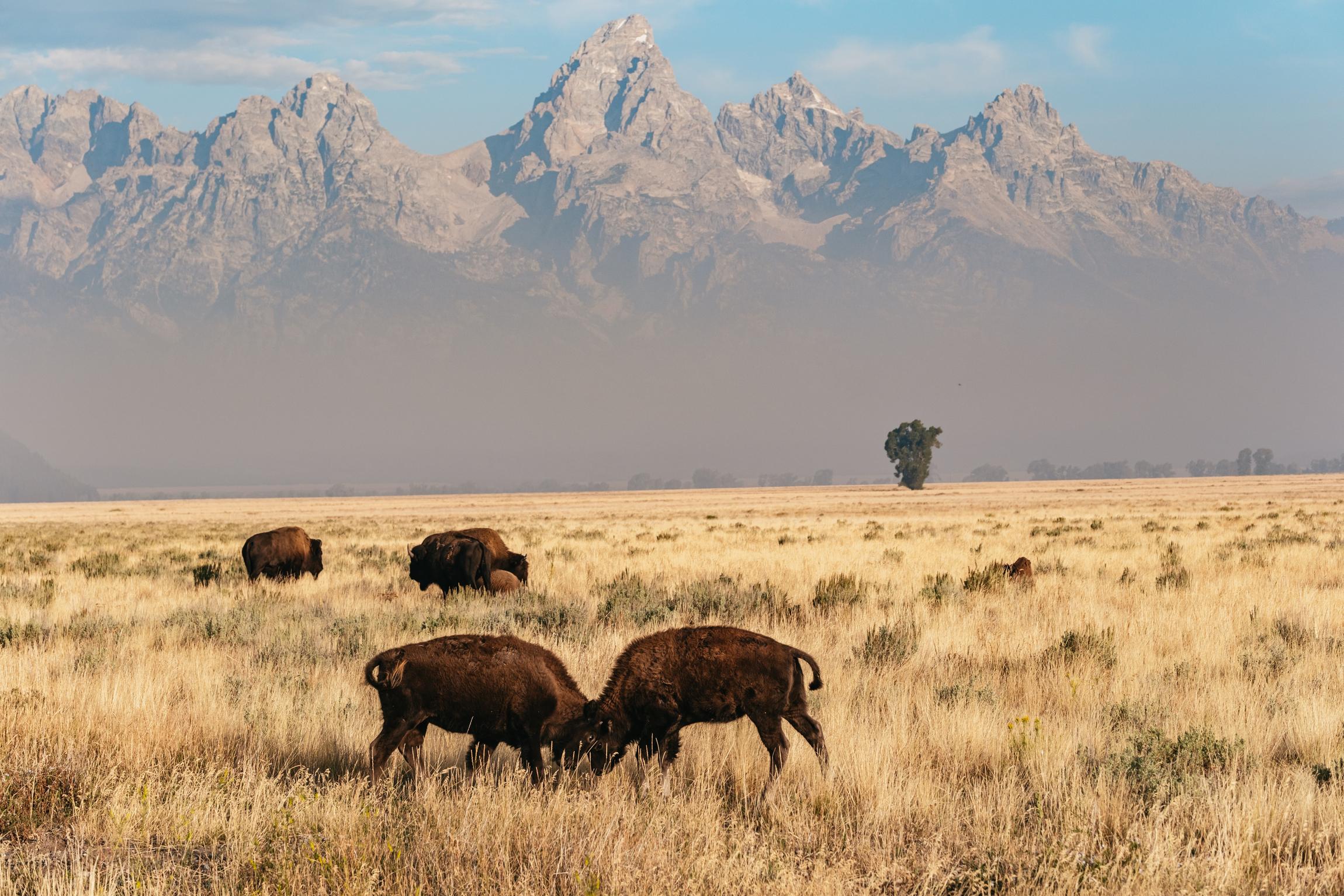 Grand Teton National Park Wildlife Safari