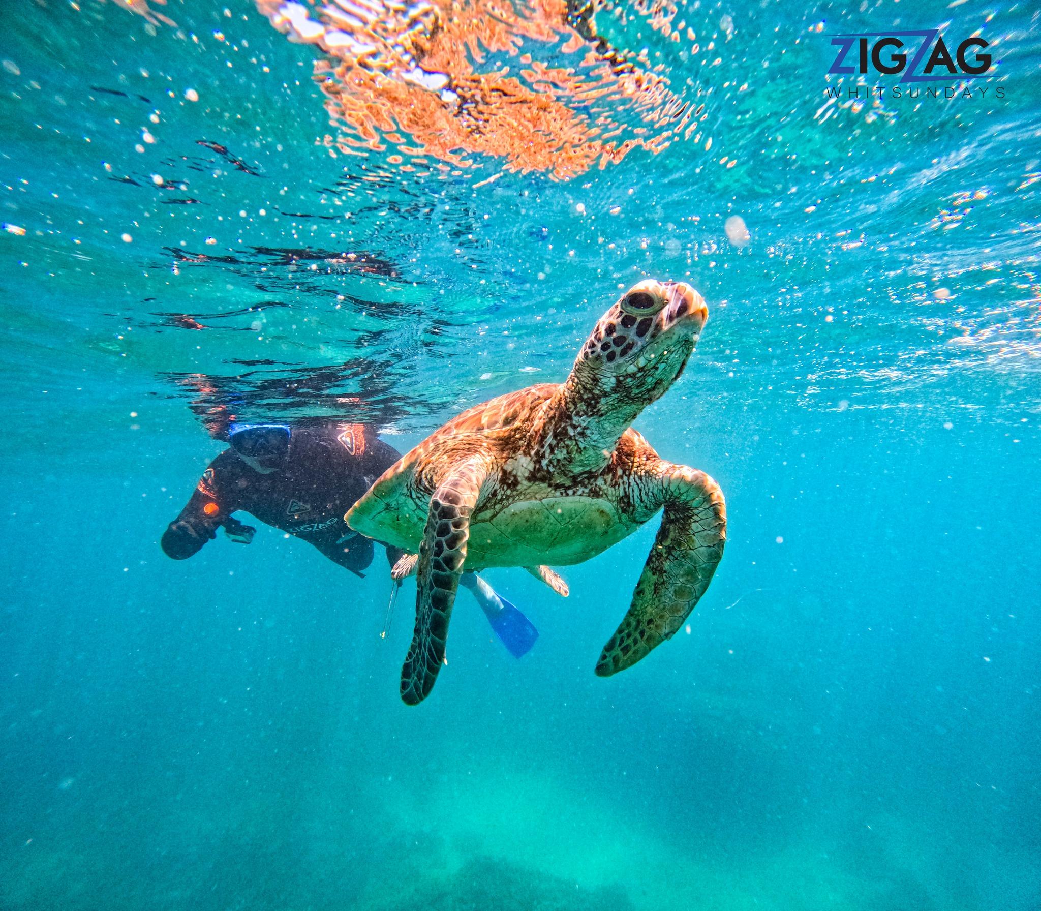 Whitehaven Beach Full-Day Catamaran Tour from Airlie Beach