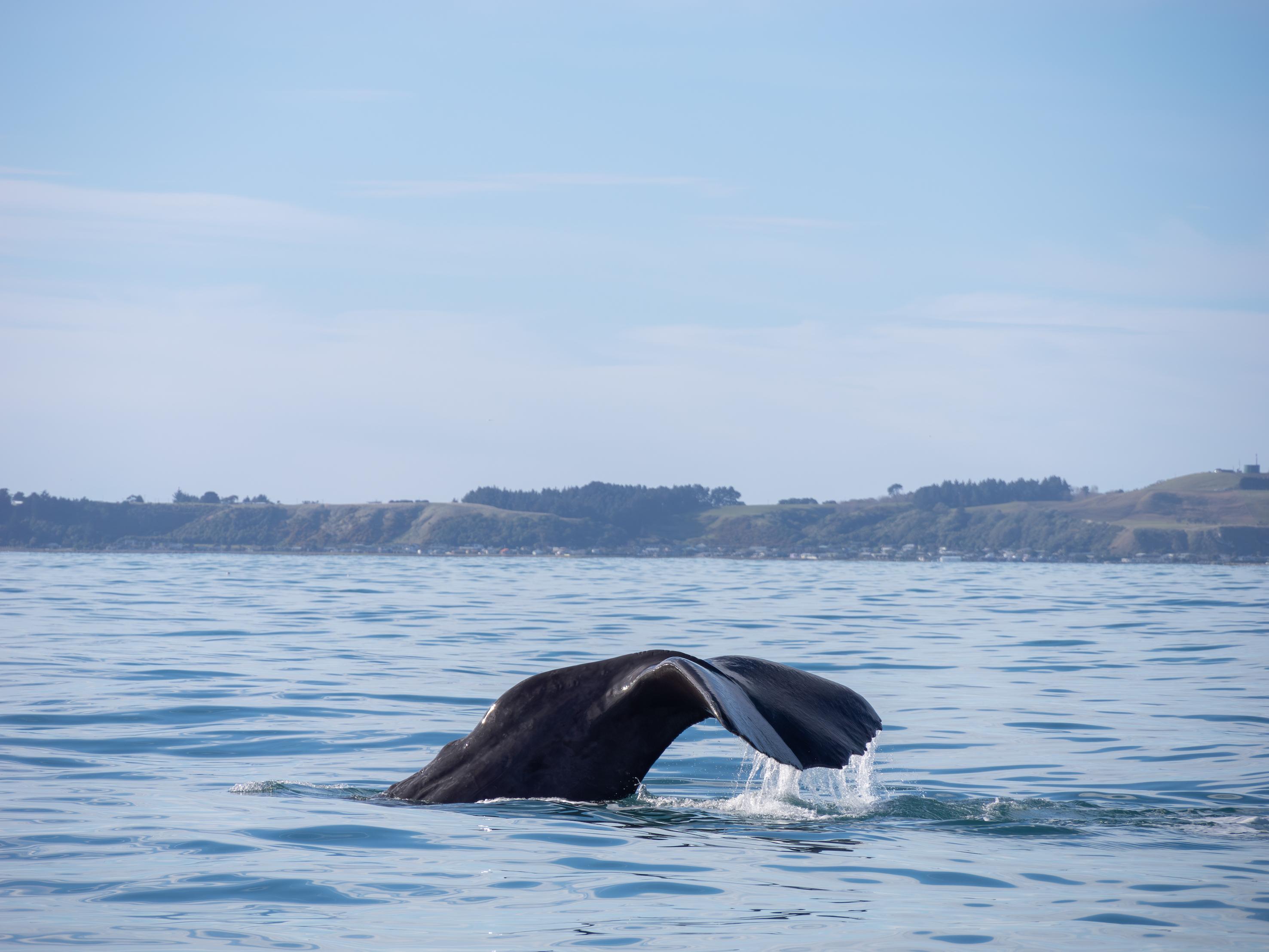 South Island guided tour photo — image 7