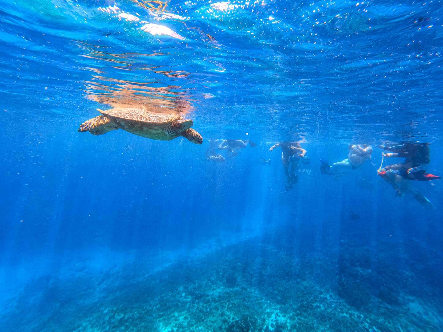 Waikiki Turtle Canyon Small-Group Snorkel Tour