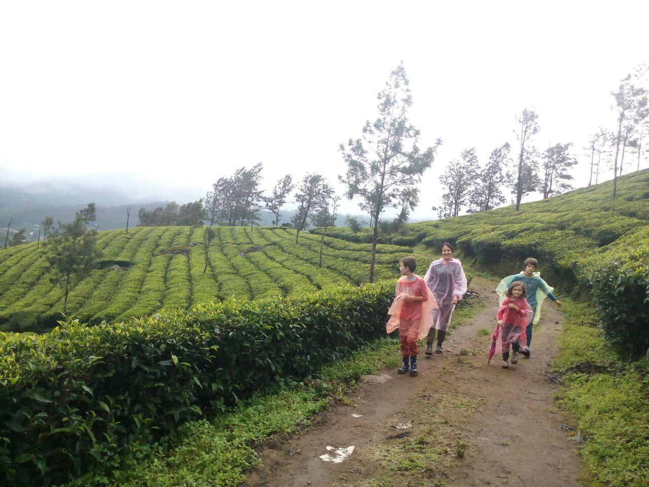 Munnar: Half-Day Scenic Tea Plantation Trek