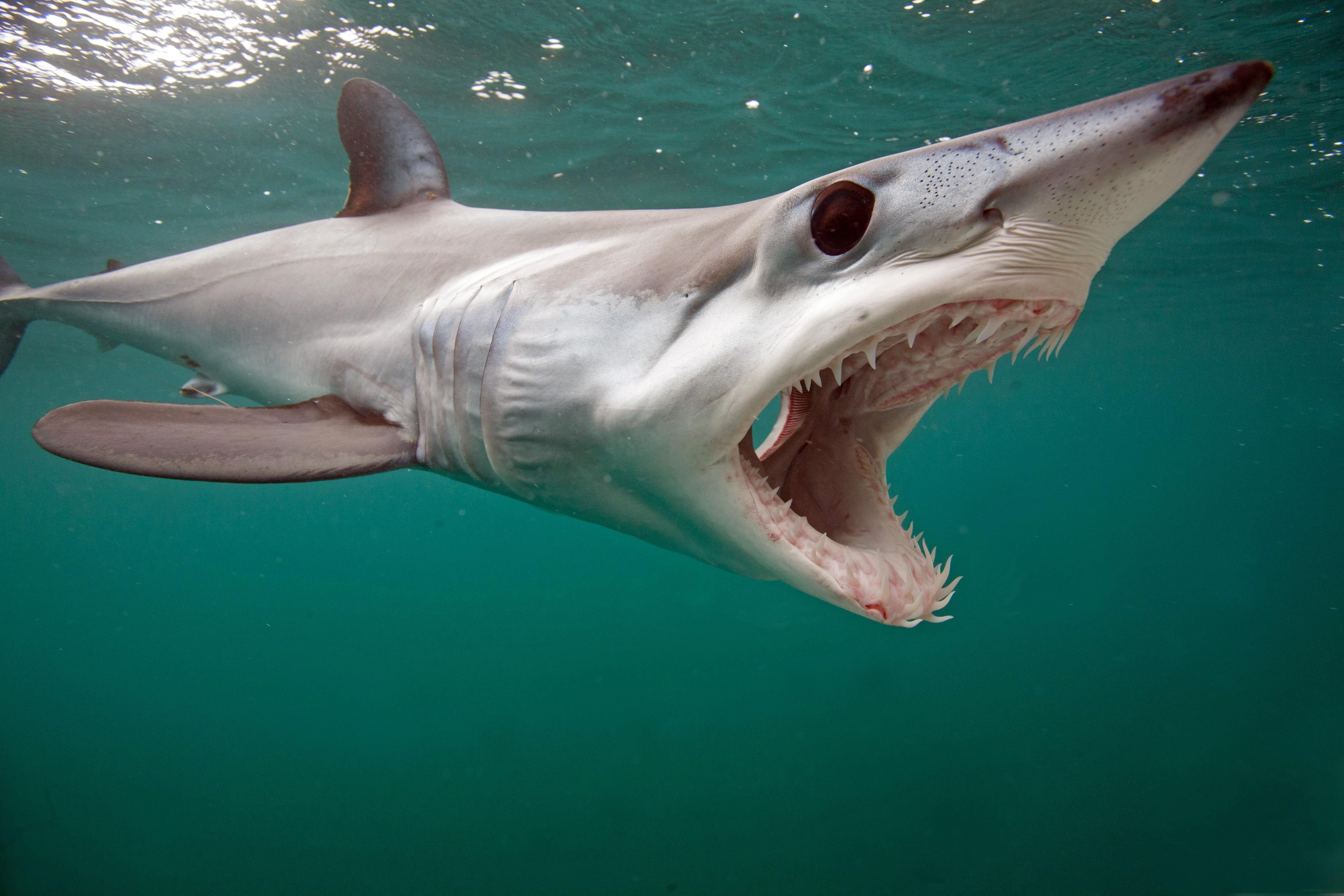 Cape Town Shark Cage Diving – False Bay Ocean Safari