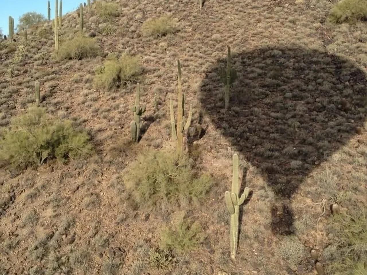 Sonoran Desert Sunrise Hot Air Balloon Flight from Phoenix