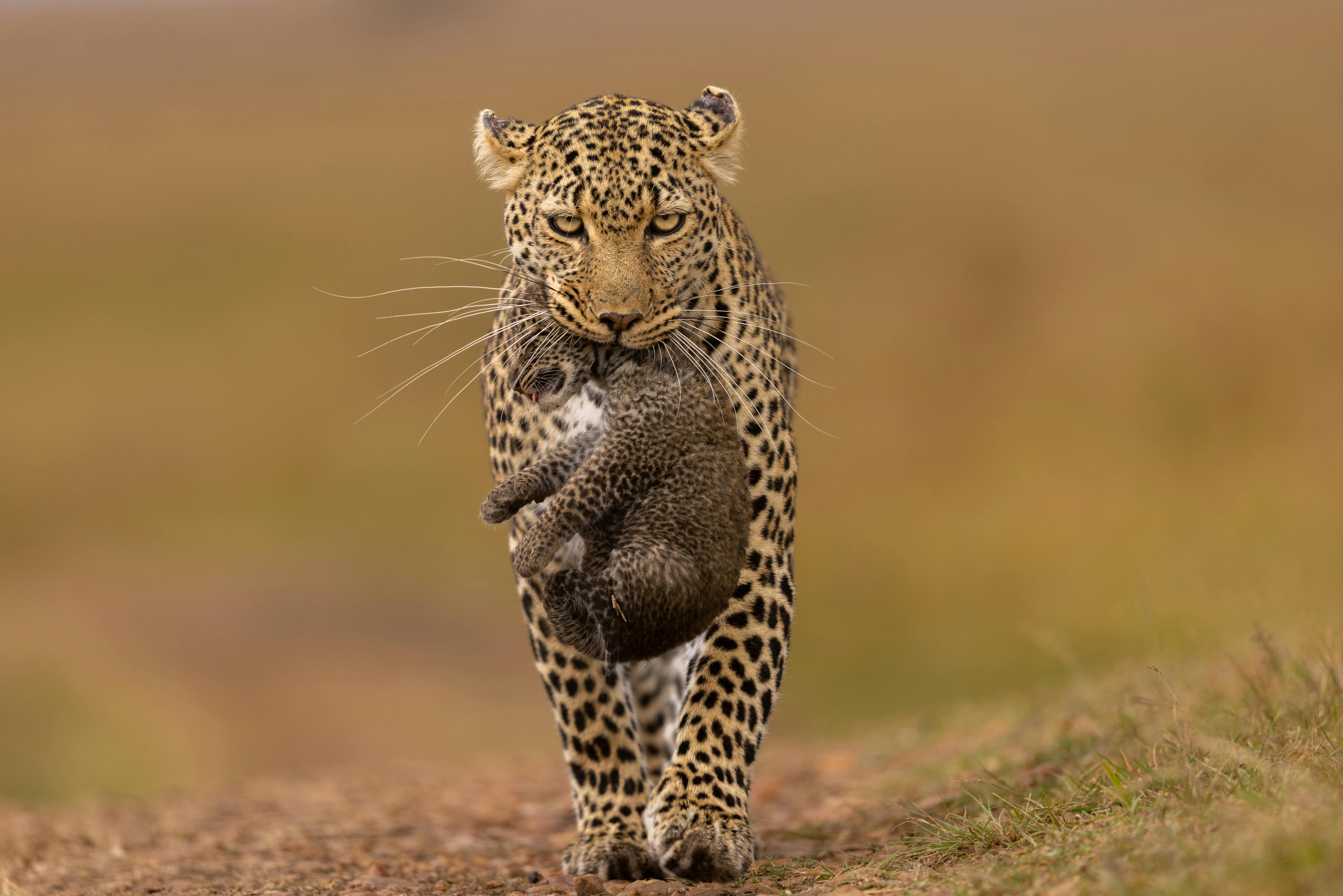 Jhalana Leopard Safari: Sunrise or Sunset Jeep Tour
