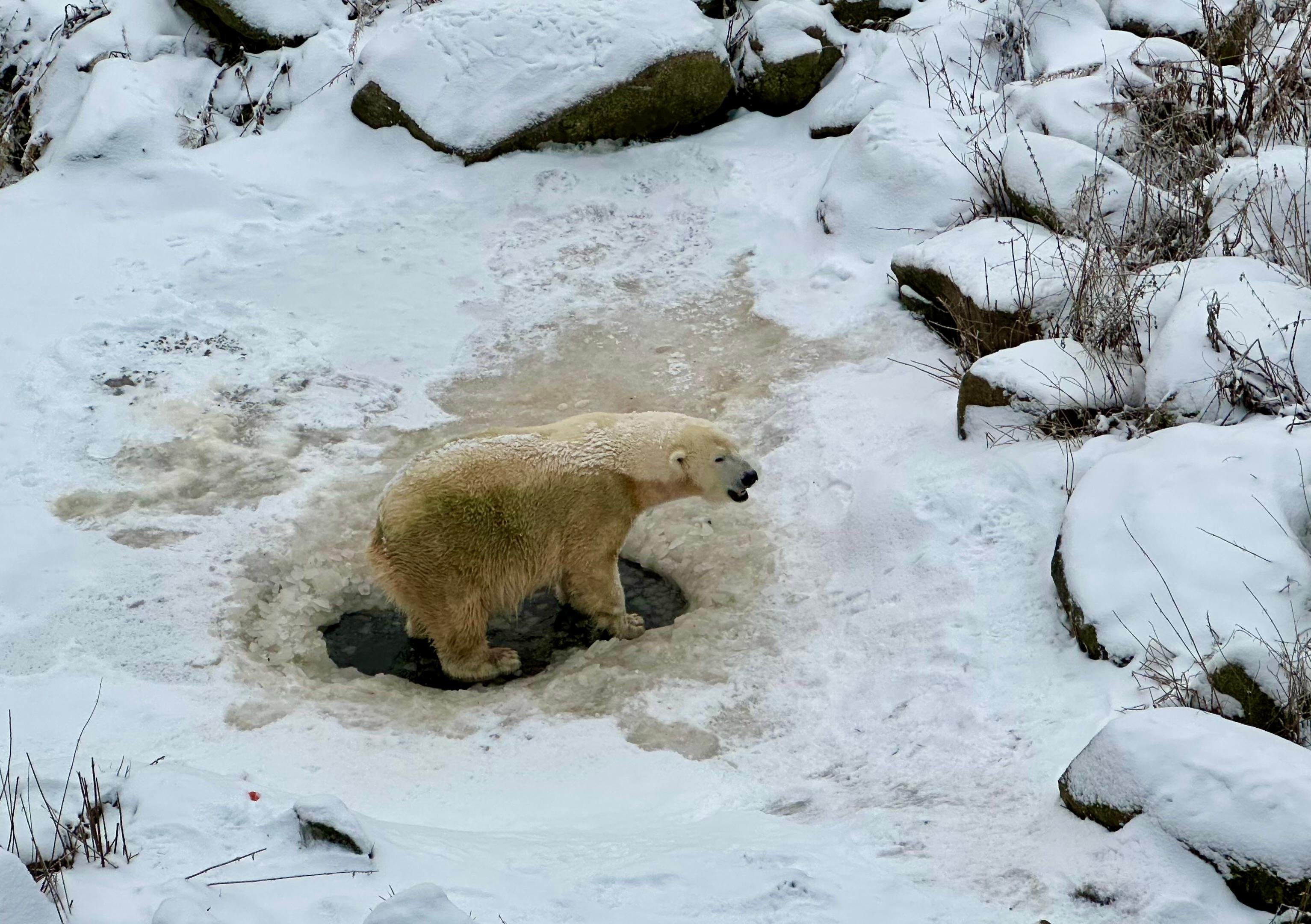 Private Lapland Day Tour: Santa's Village, Reindeer & Arctic Wildlife