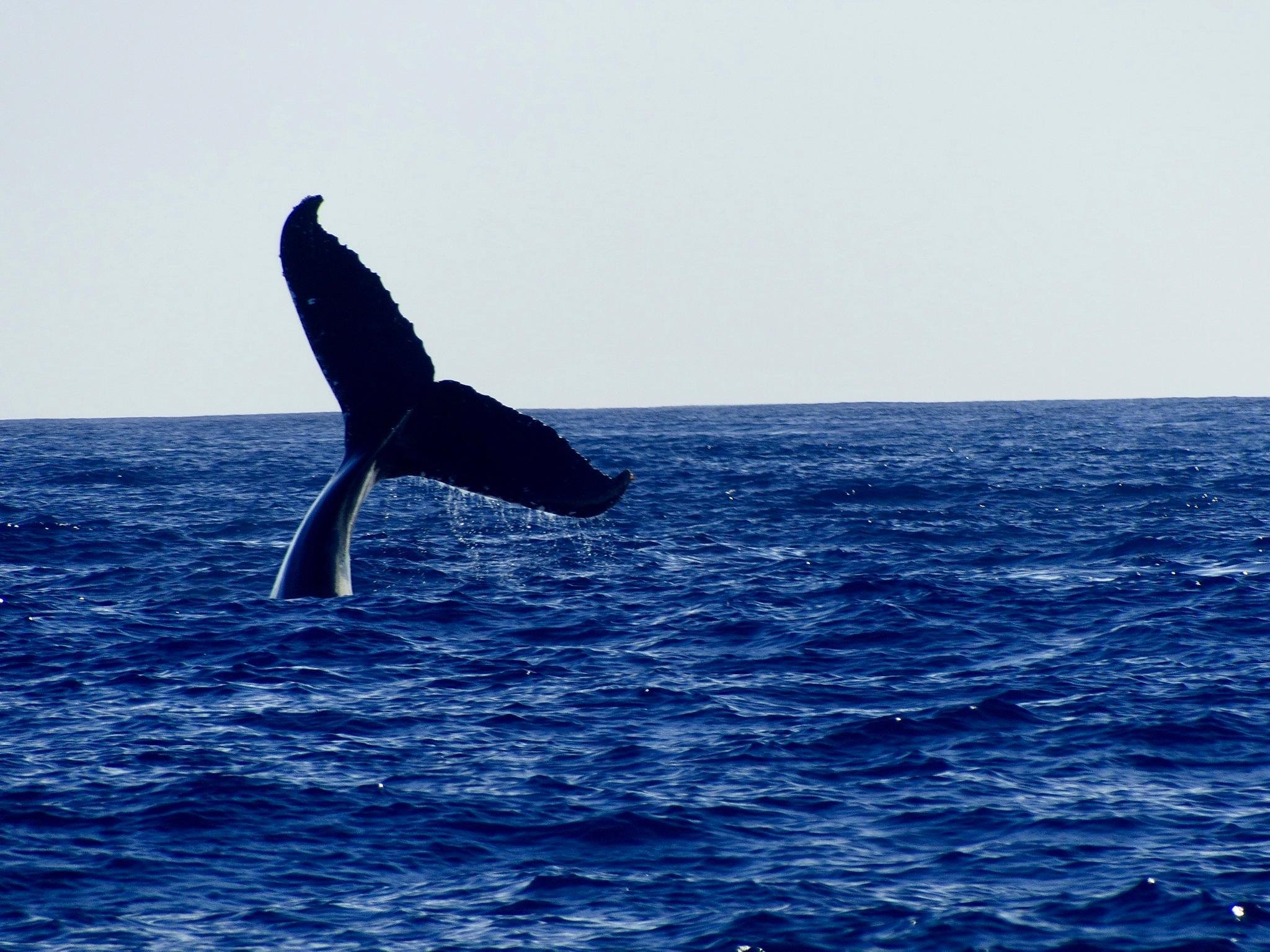 Réunion Island Coastline Cruise & Cetacean Safari