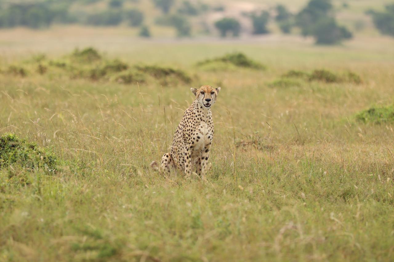 3-Day Masai Mara Safari Adventure from Nairobi