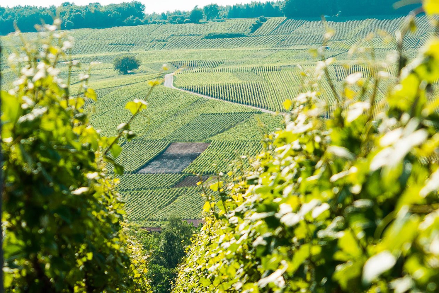 Small group Champagne tour — Paris minivan, grande Maison cellars, grower vigneron, 6 tasting glasses — image 11