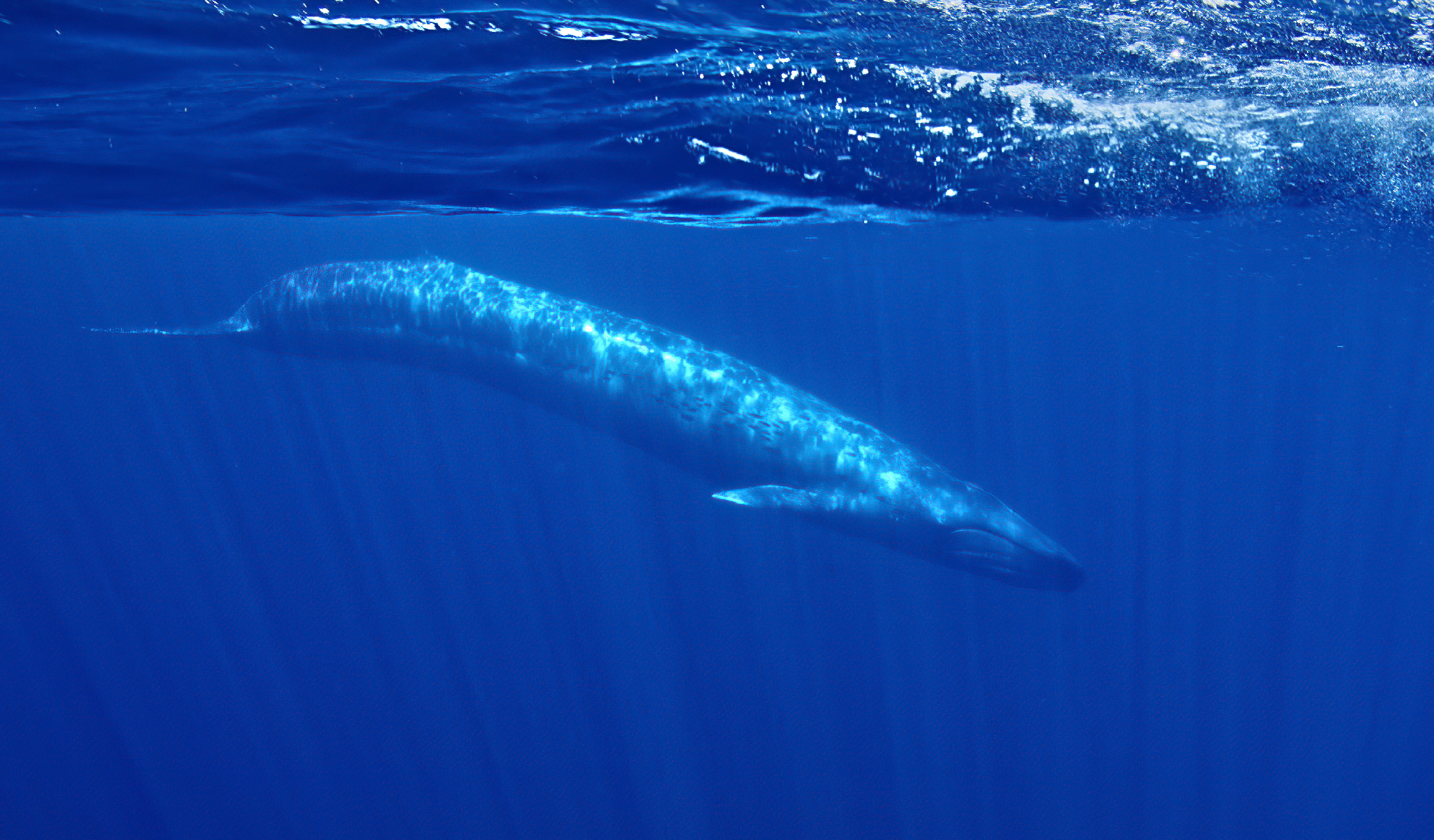 San Diego: Whale and Dolphin Watching Speedboat Tour
