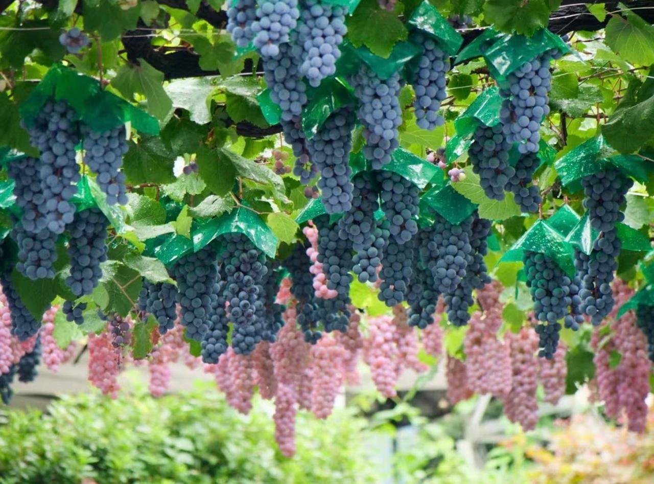 Mt. Fuji Seasonal Discovery: Fruit Picking & Scenic Train Day Tour