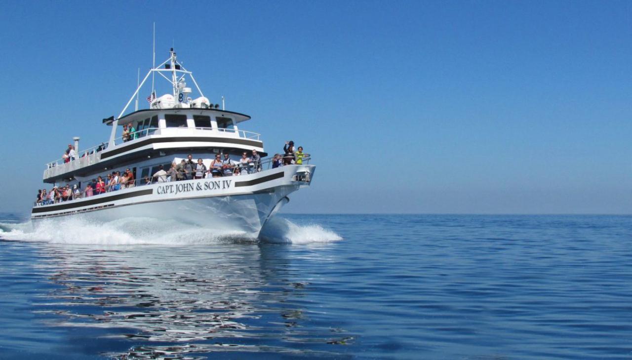 Plymouth Whale Watching Cruise to Stellwagen Bank