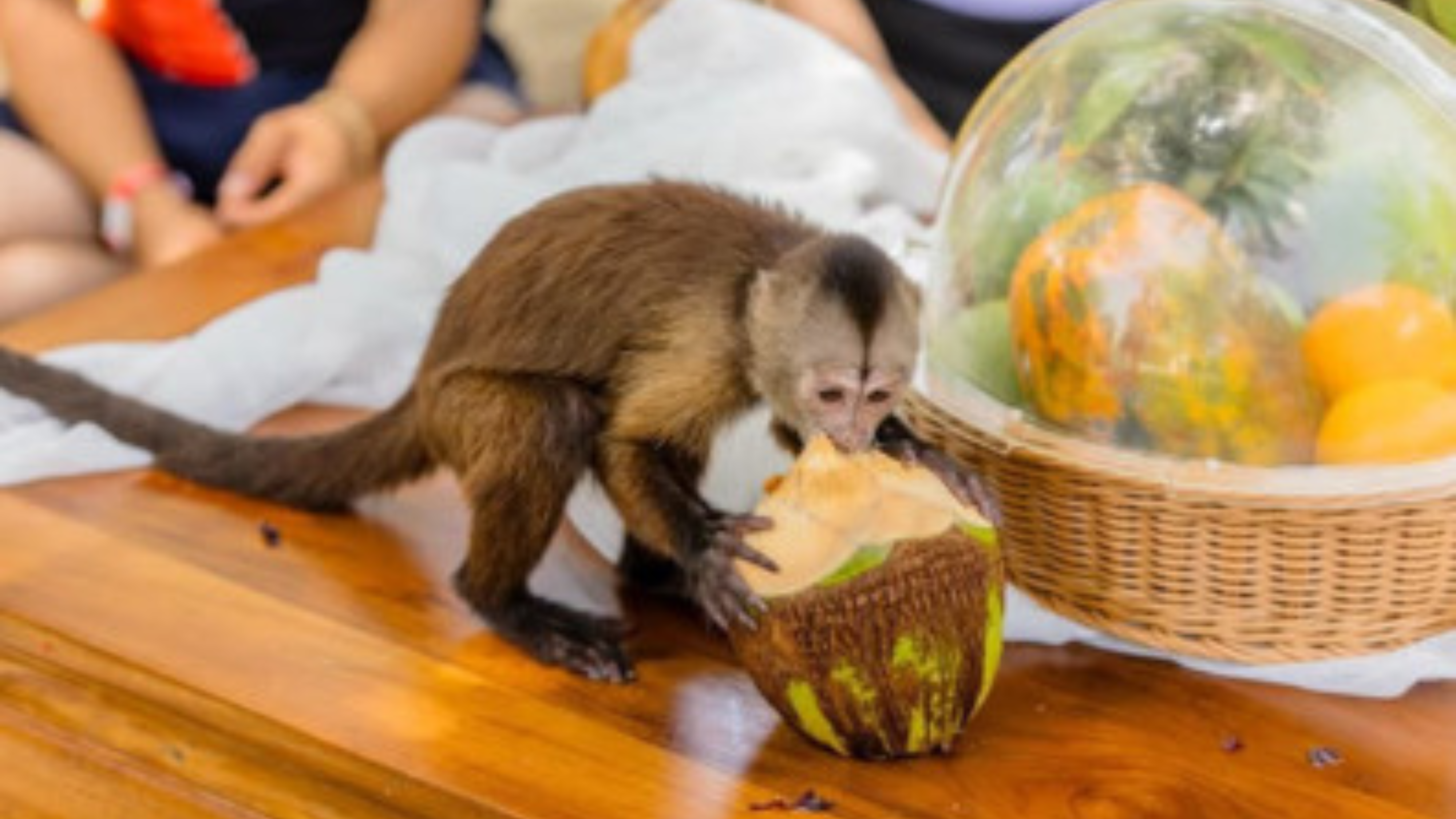 Punta Cana Patron Monkey Sanctuary