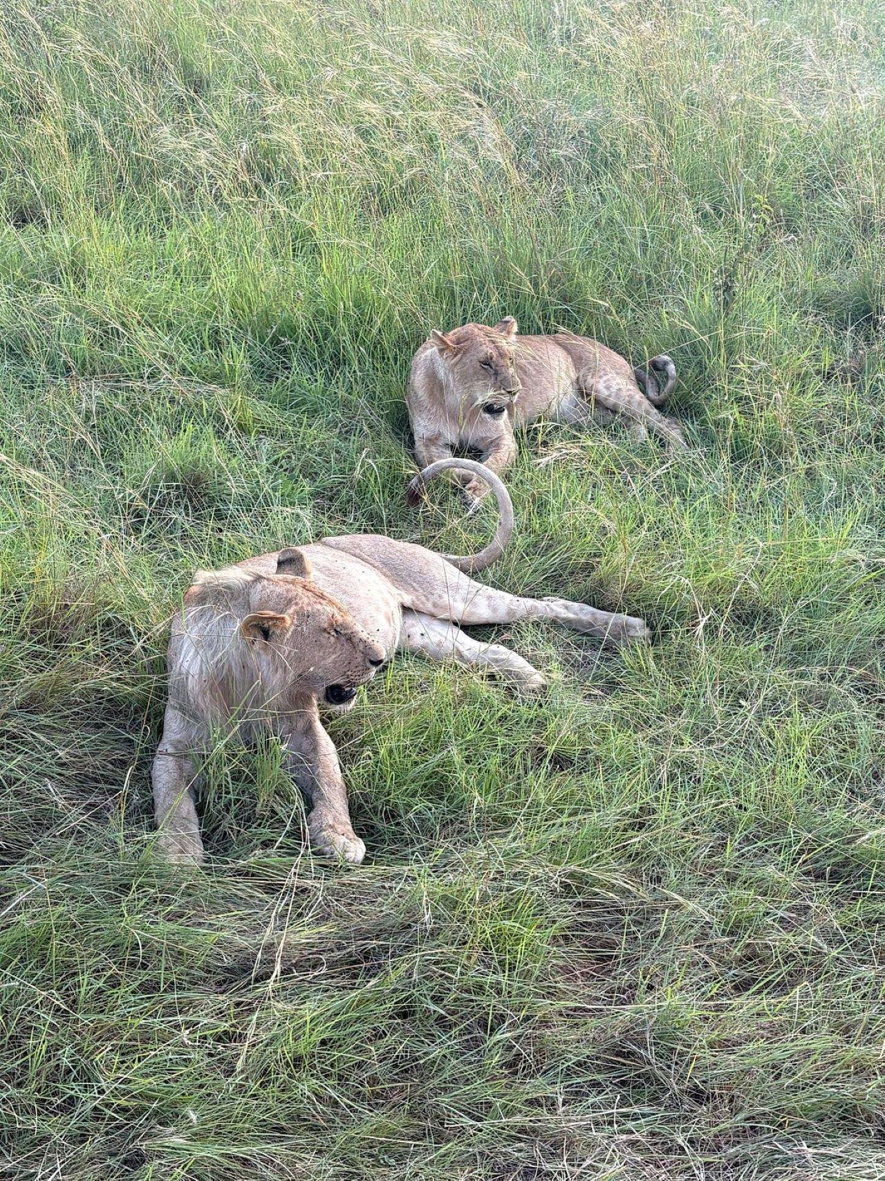 3-Day Maasai Mara Shared Jeep Safari from Nairobi
