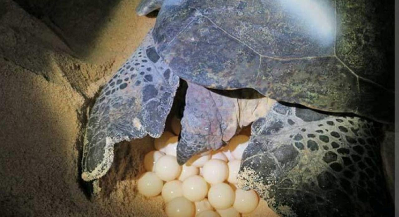 Tortuguero Night Turtle Nesting Beach Tour