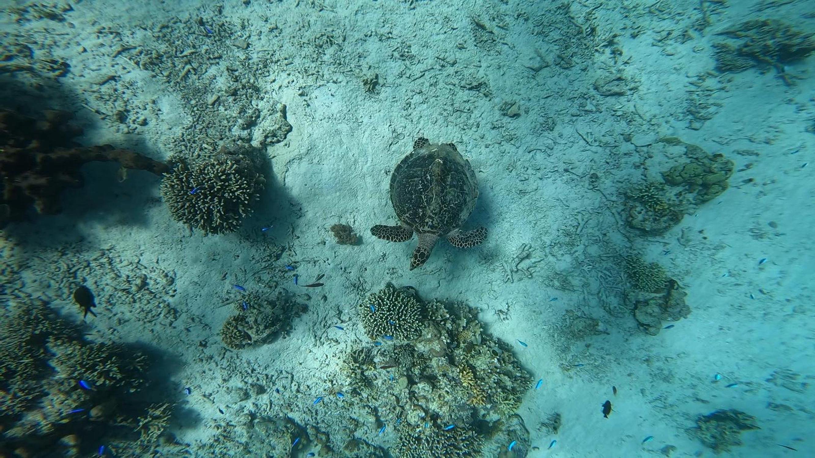Menjangan Island Scuba Diving Trip with Lunch