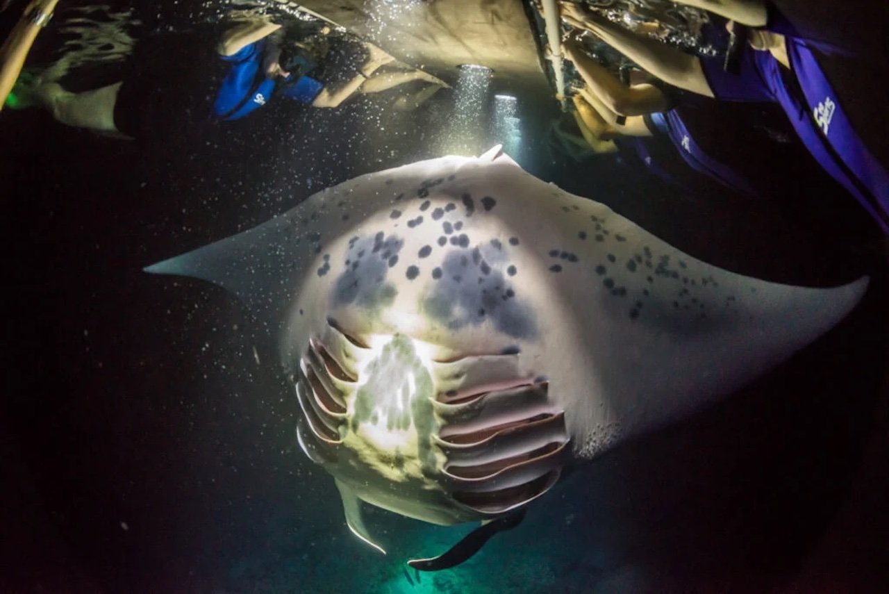 Kailua-Kona: Manta Ray Watching Nighttime Boat Trip - 2026 (Verified Reviews)