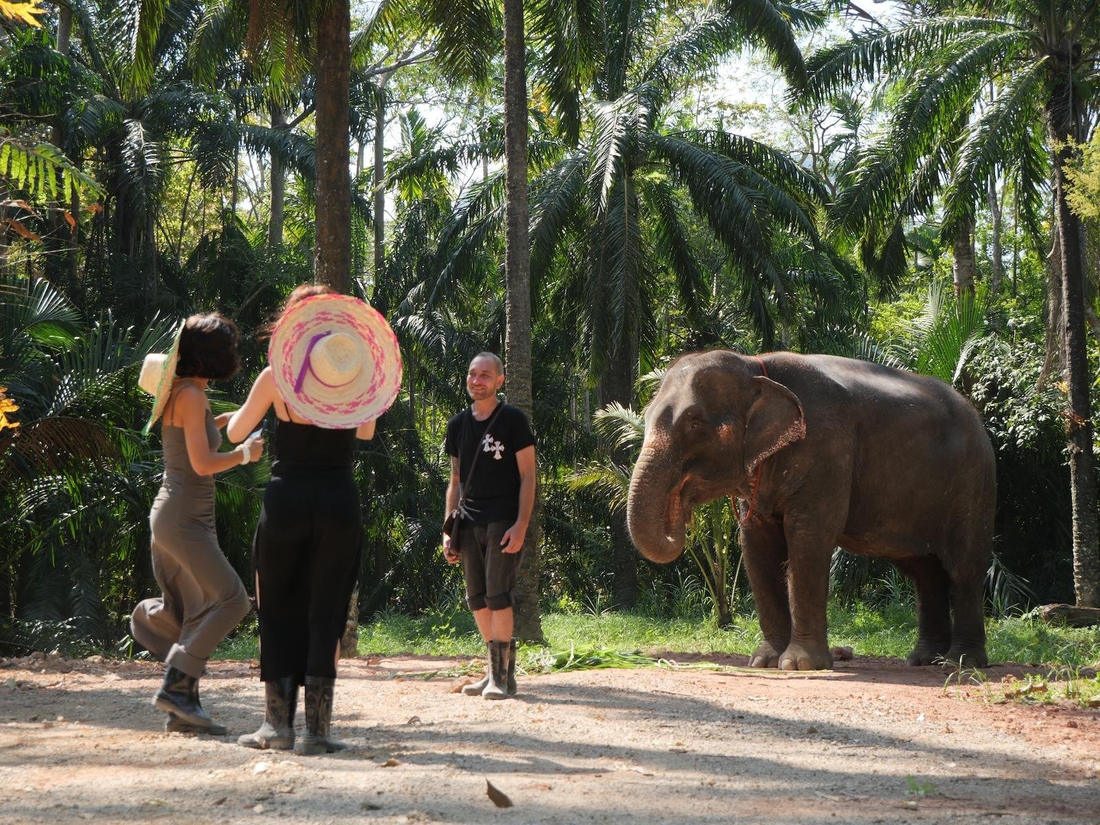 Krabi Ethical Elephant Sanctuary: Observe, Feed & Walk (No Touching)