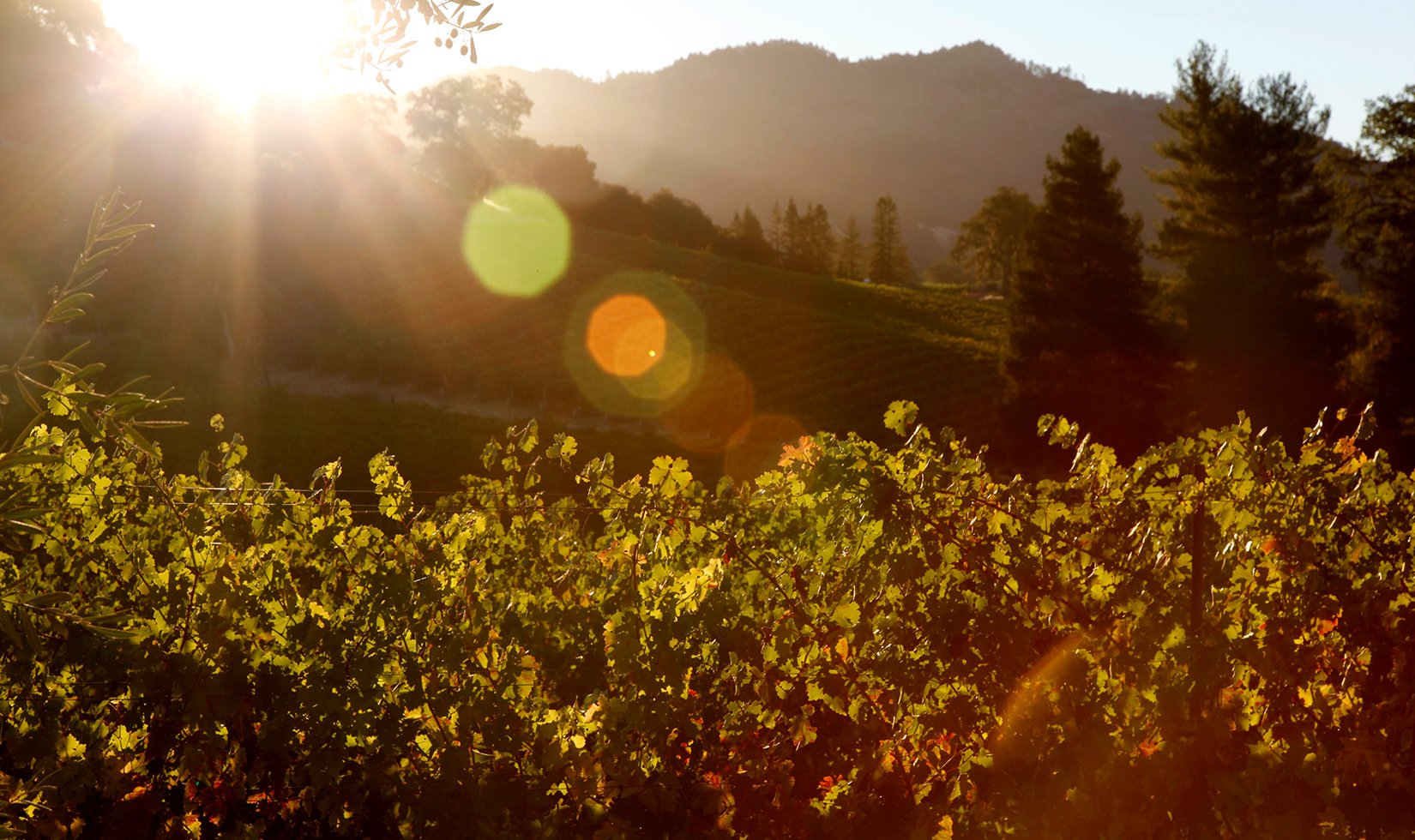 Peza Valley Wine & Olive Oil Afternoon Experience