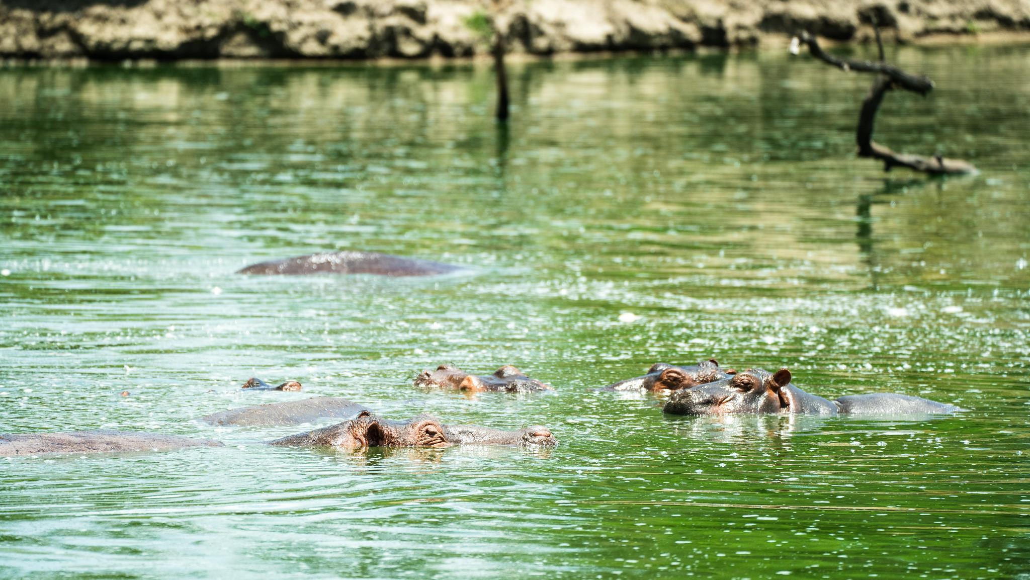 Zanzibar to Selous: Full-Day Safari with Bush Lunch (+ 2-Day Option)