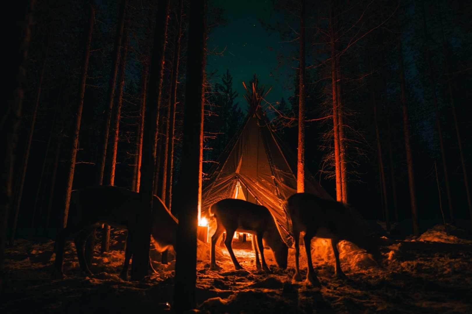 Arctic Reindeer & Aurora Evening