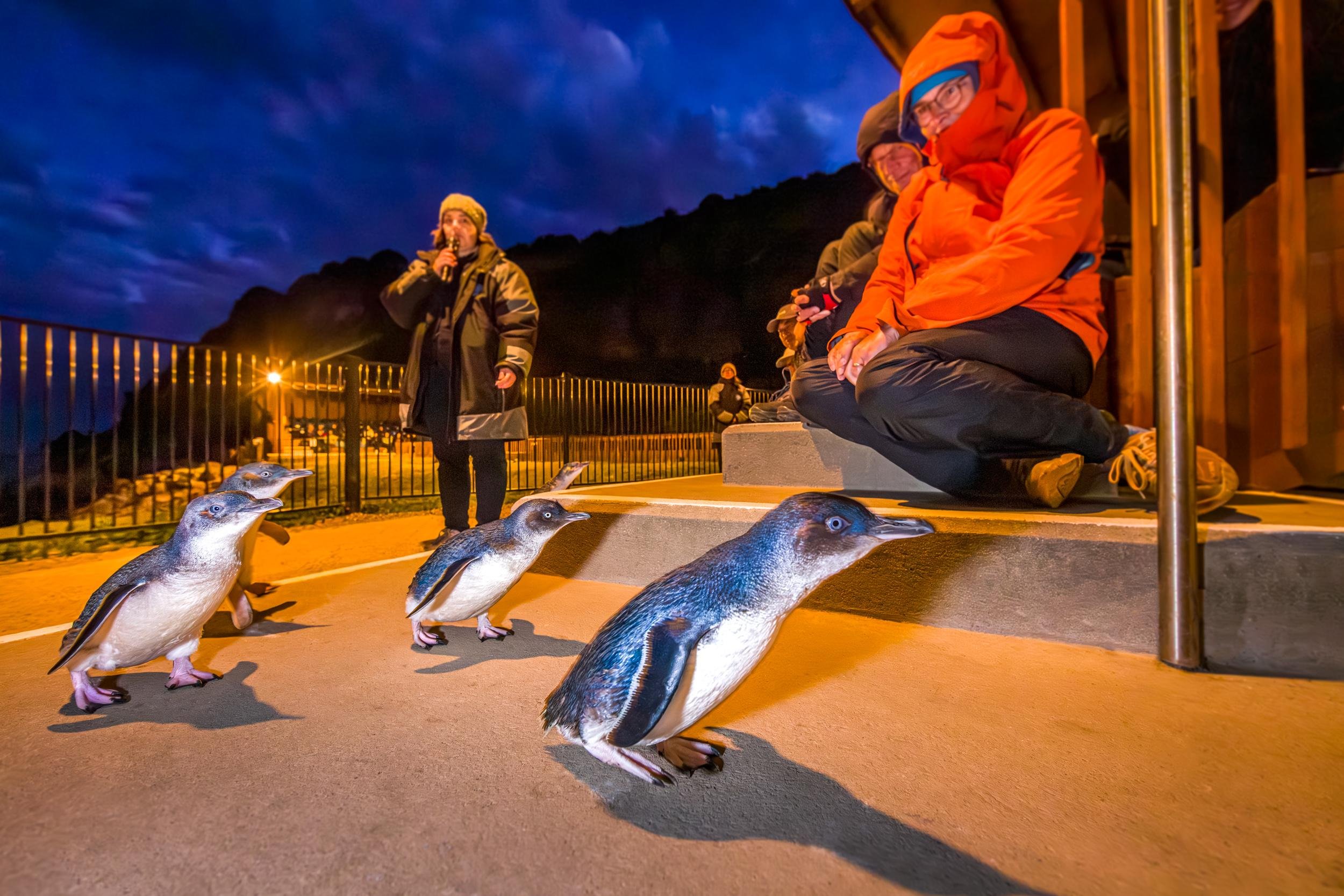 Oamaru: Penguins Evening Viewing Ticket