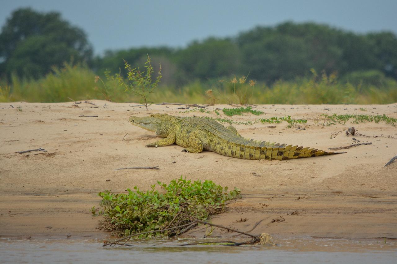 Zanzibar to Selous: Full-Day Safari with Bush Lunch (+ 2-Day Option)