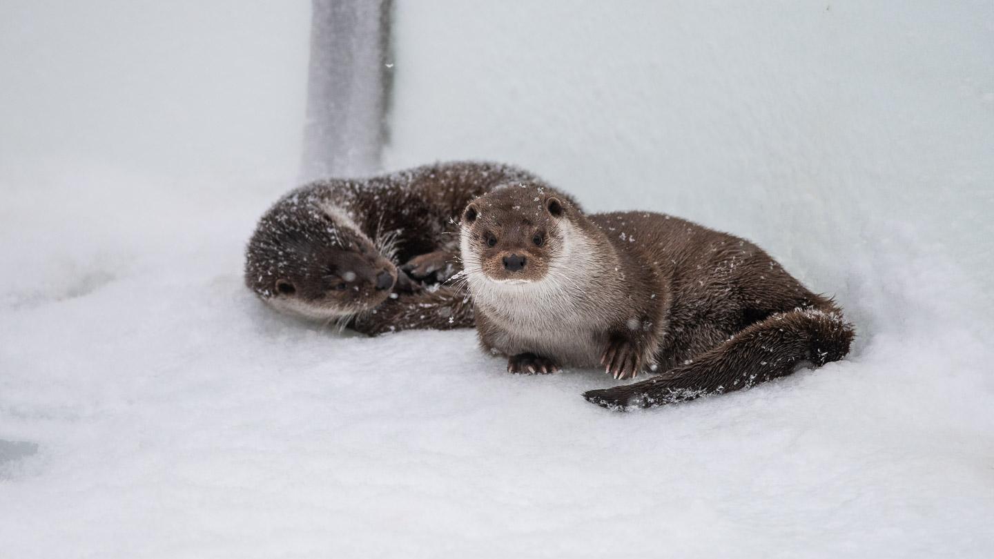 Ranua Wildlife Park Day Trip from Rovaniemi