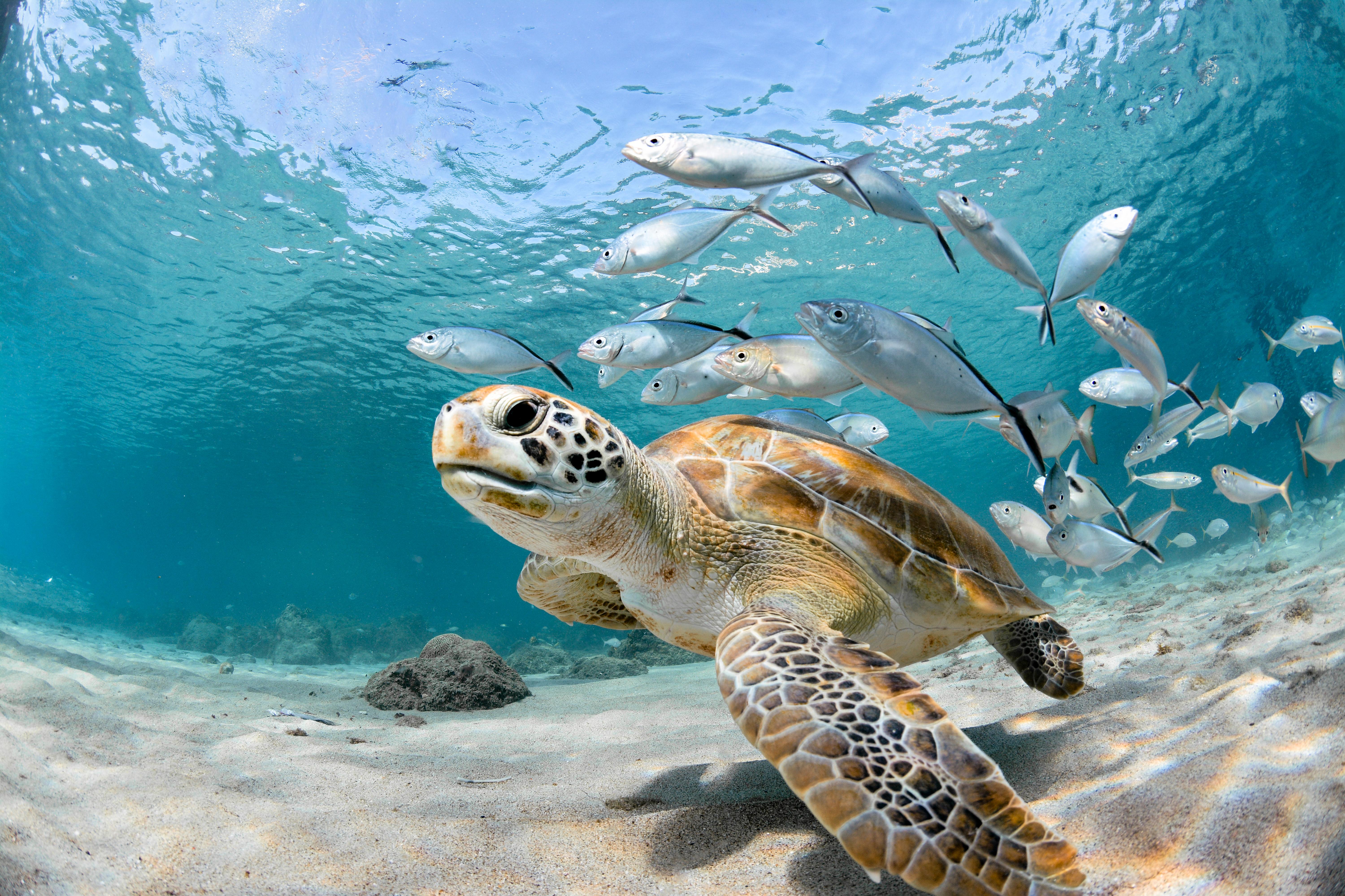 Carlisle Bay Turtle Swim & Beach Day