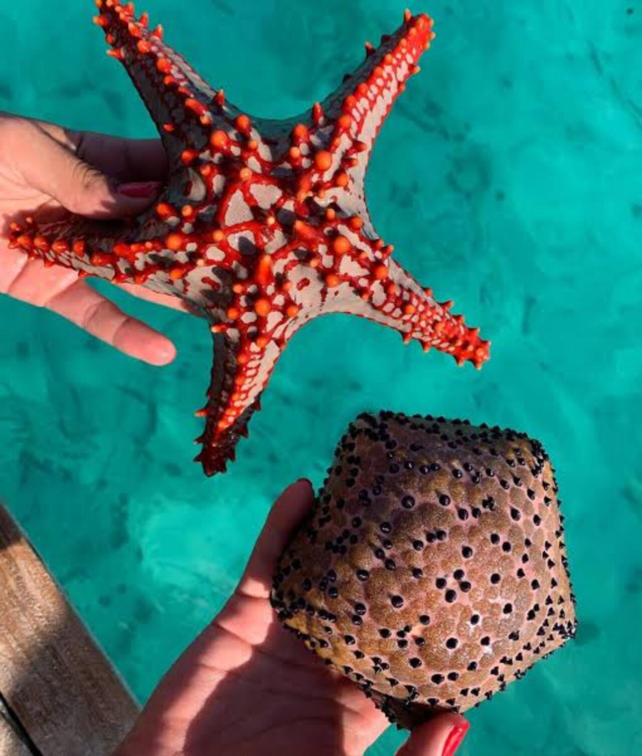 Zanzibar Marine Wonders & The Rock Restaurant Tour