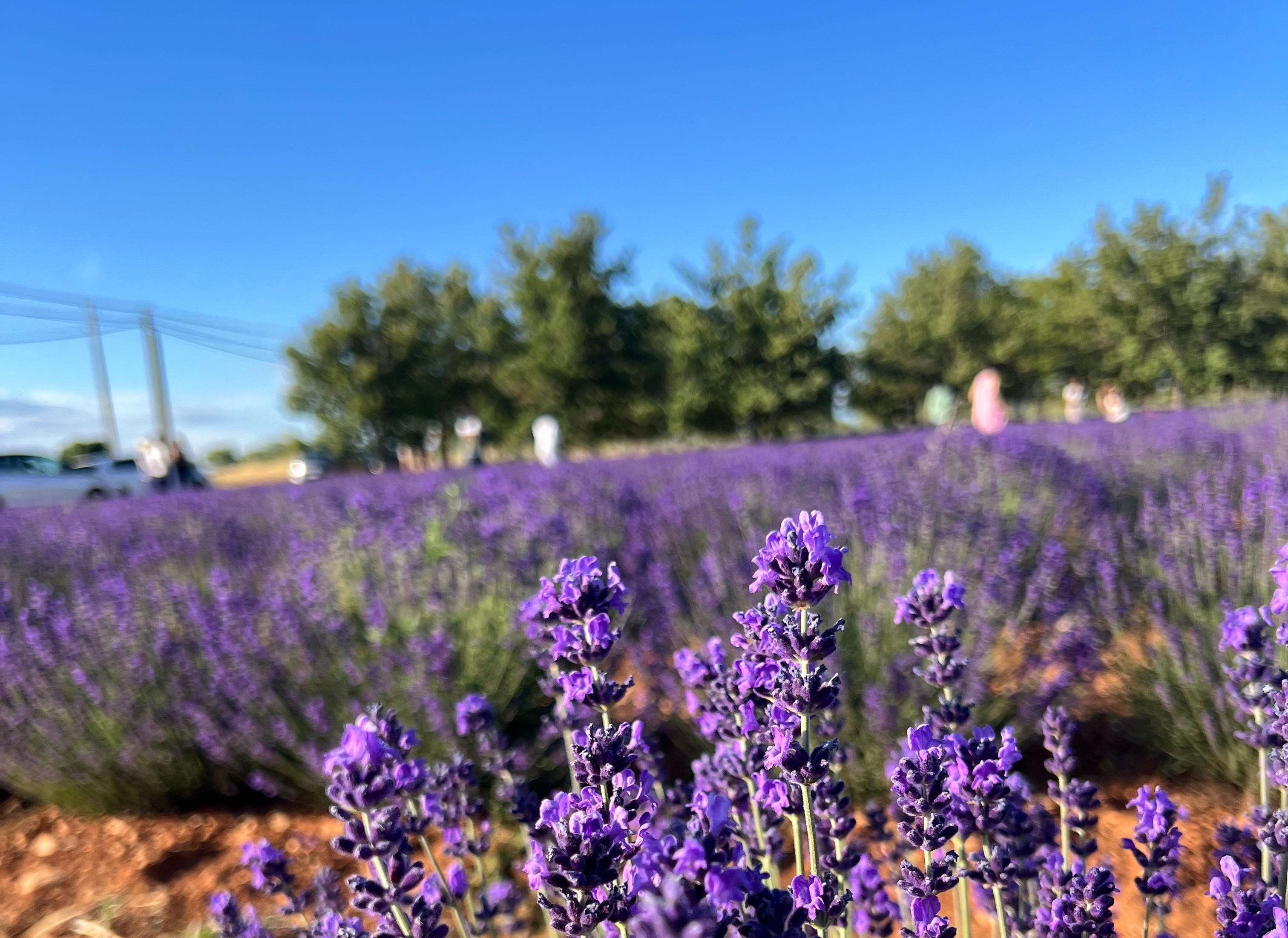 Valensole lavender fields in Provence — guided lavender tour photo 3
