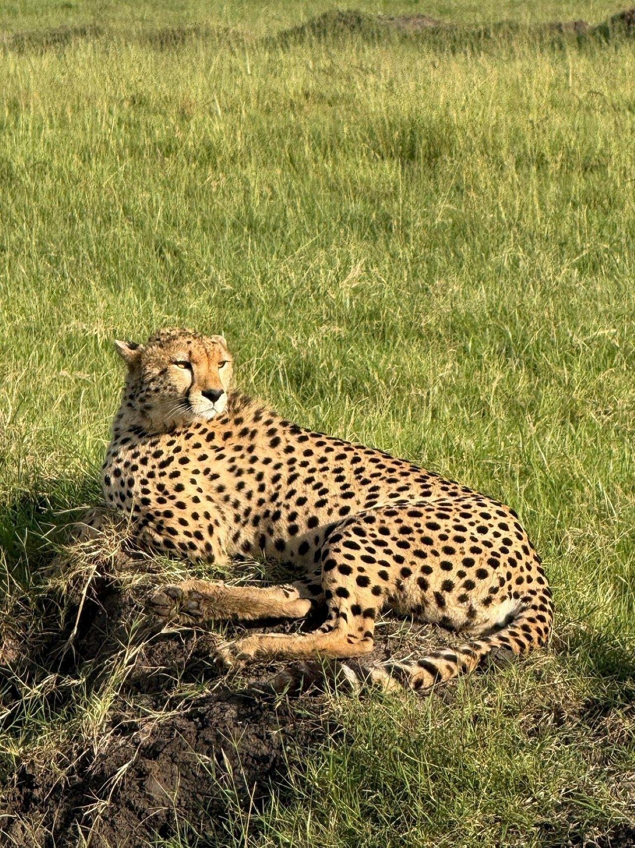 3-Day Maasai Mara Shared Jeep Safari from Nairobi