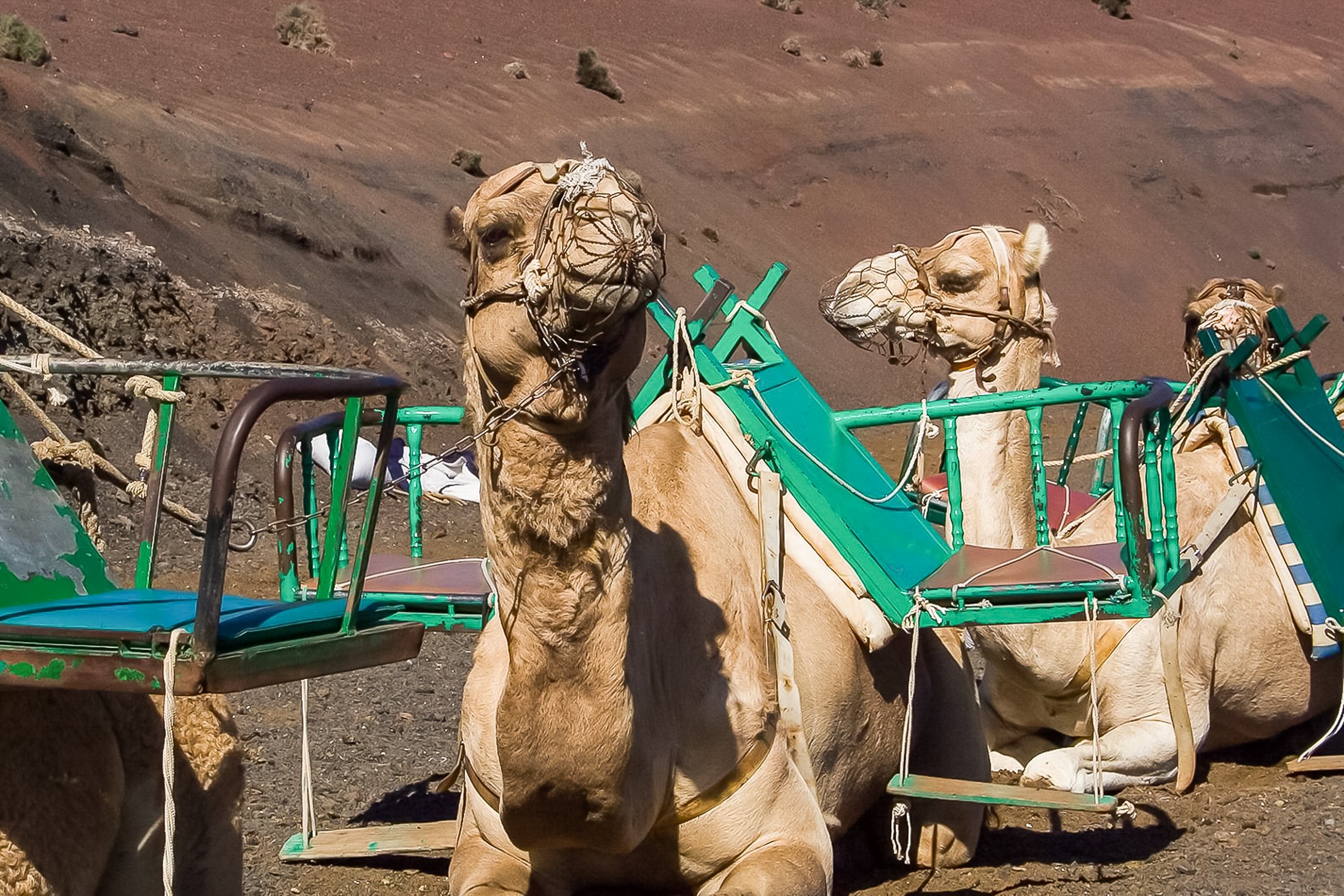 Lanzarote: Timanfaya National Park - Half day tour: listing photo 2 of 5