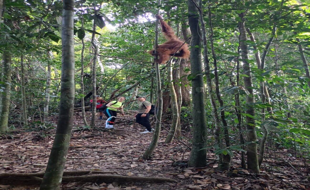 Bukit Lawang Orangutan Trek & Jungle Expedition