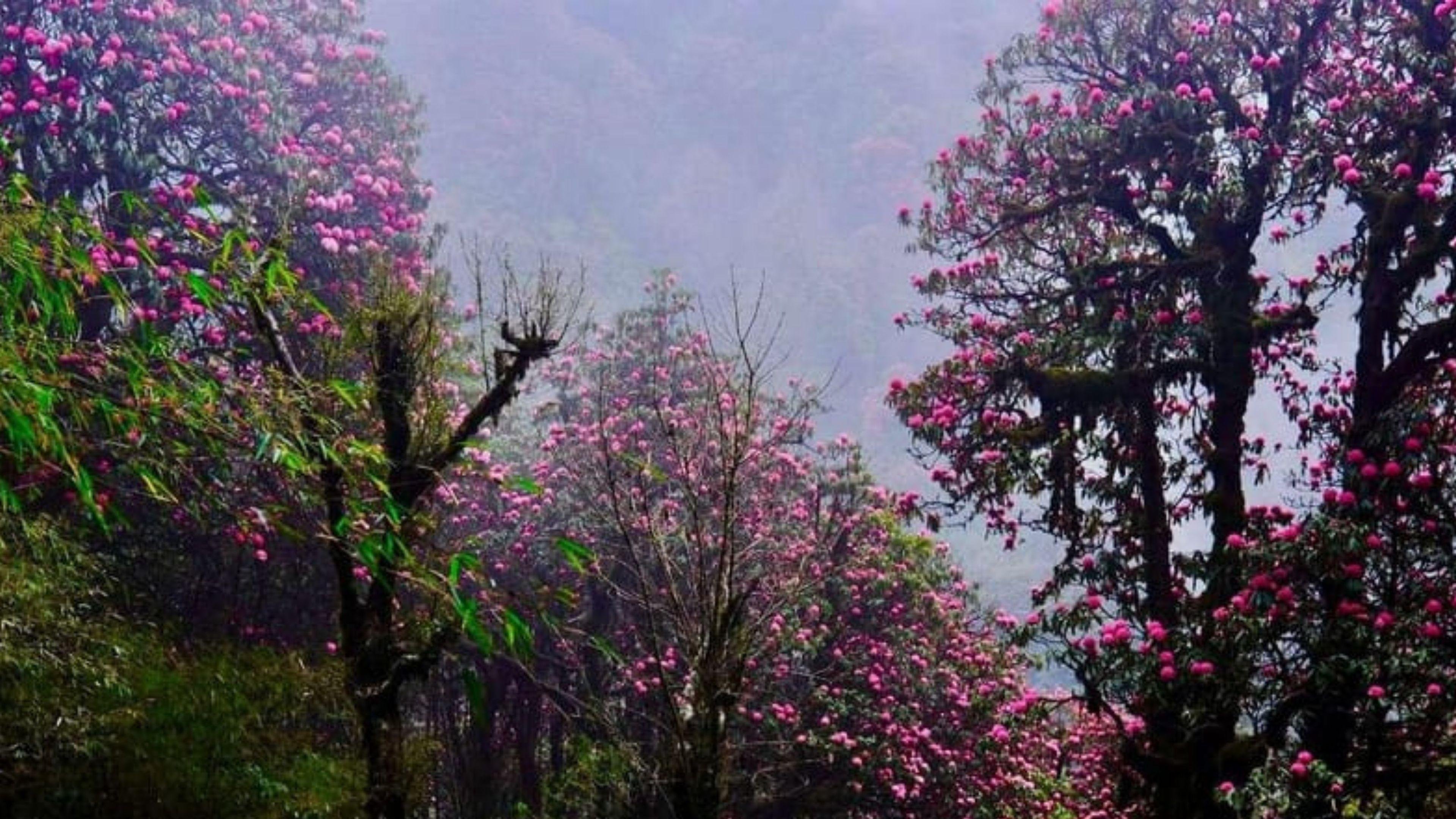 Annapurna Foothills Day Hike from Pokhara with Transfers