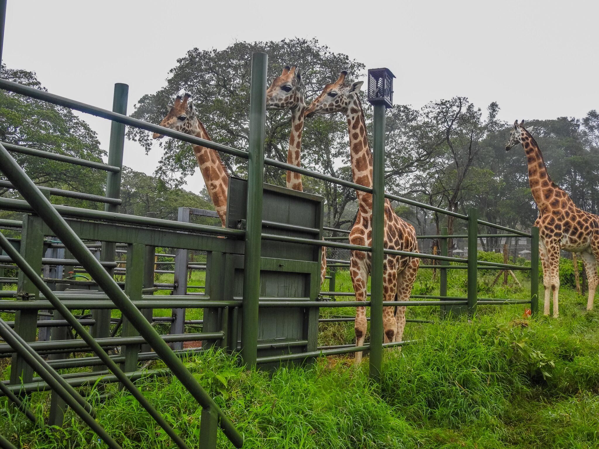 Nairobi Safari Highlights: Wildlife Parks & Elephant Sanctuary