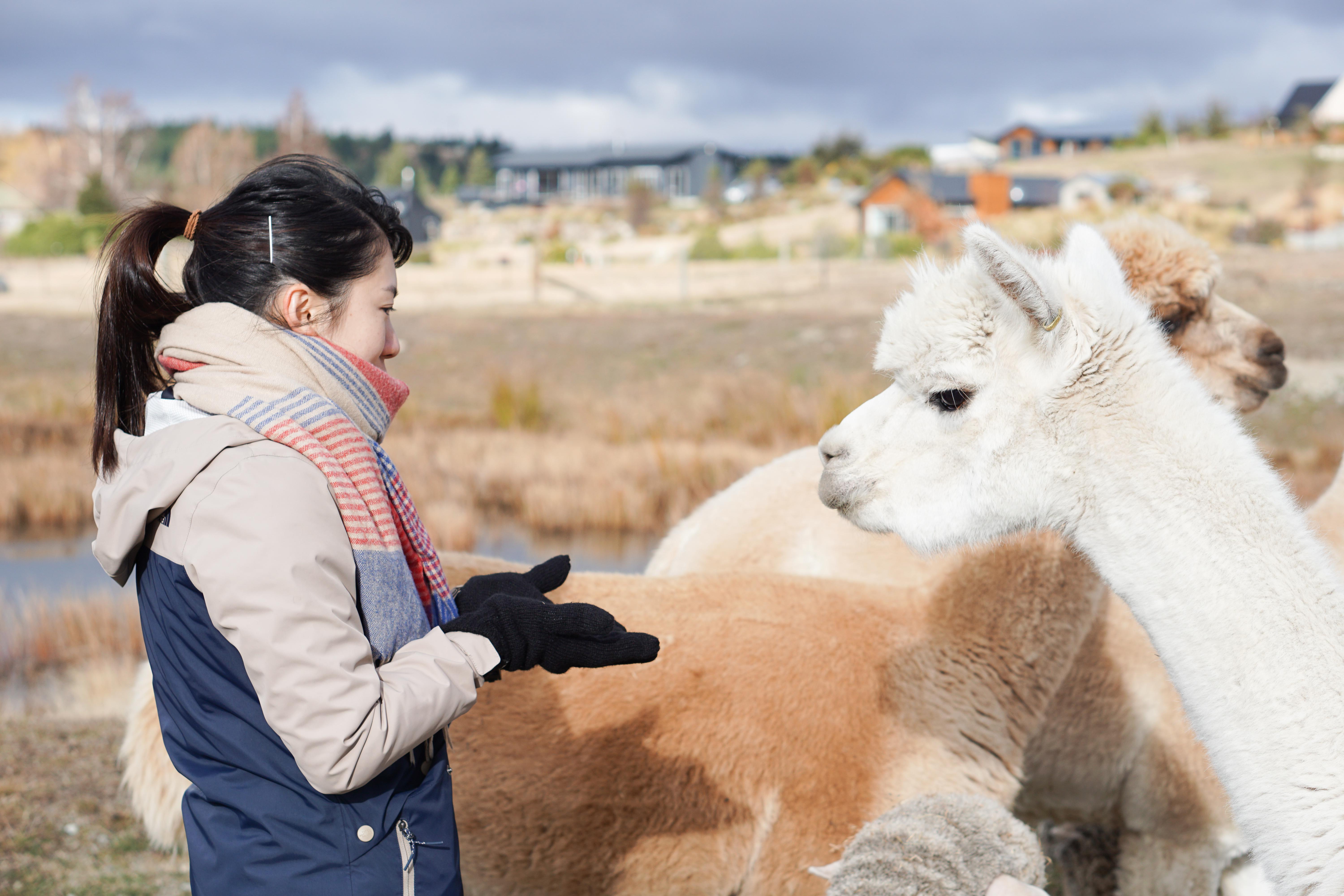 Lake Tekapo Petting Zoo Experience