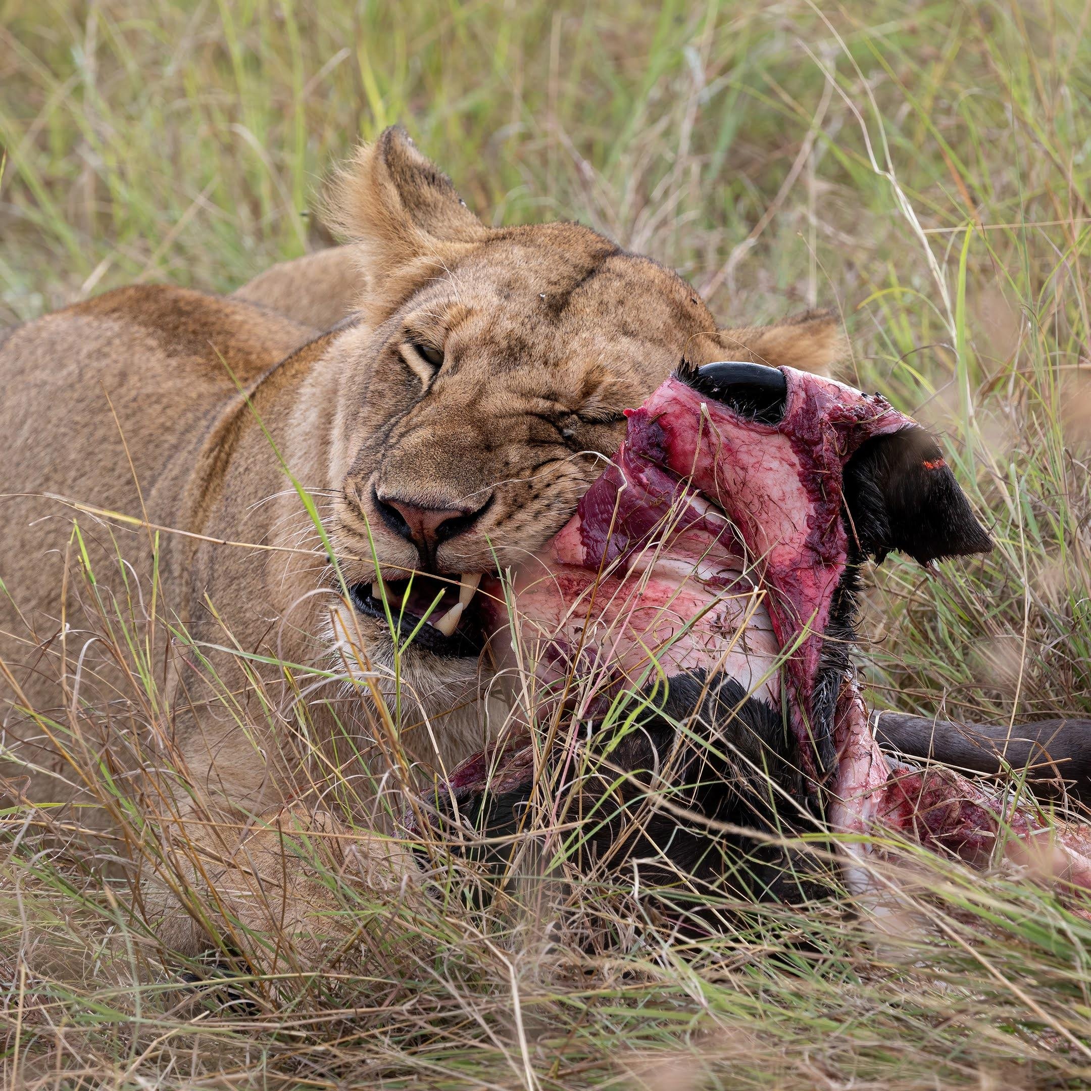 Maasai Mara Express: 1-Day Safari from Nairobi