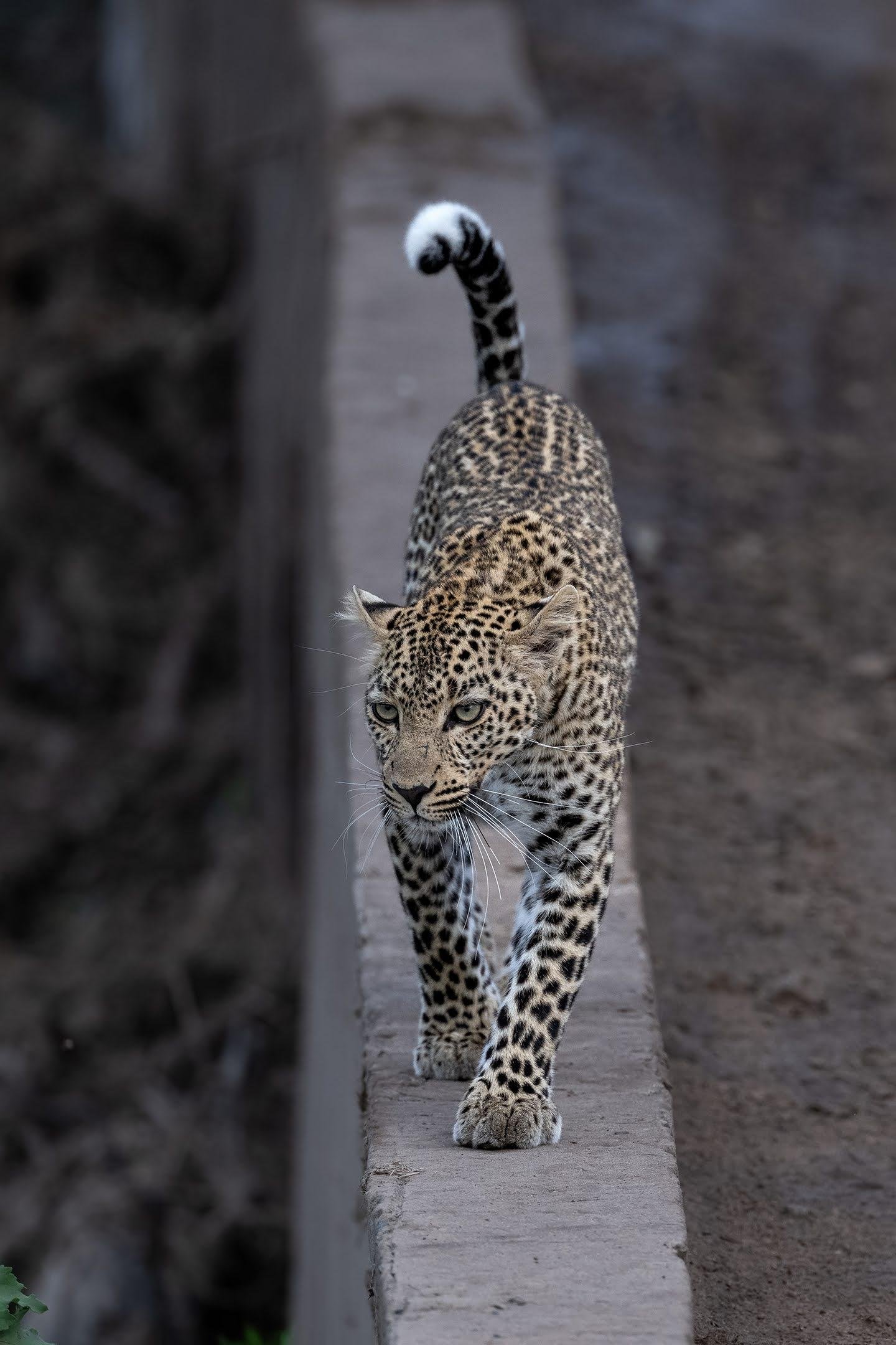 Maasai Mara Express: 1-Day Safari from Nairobi