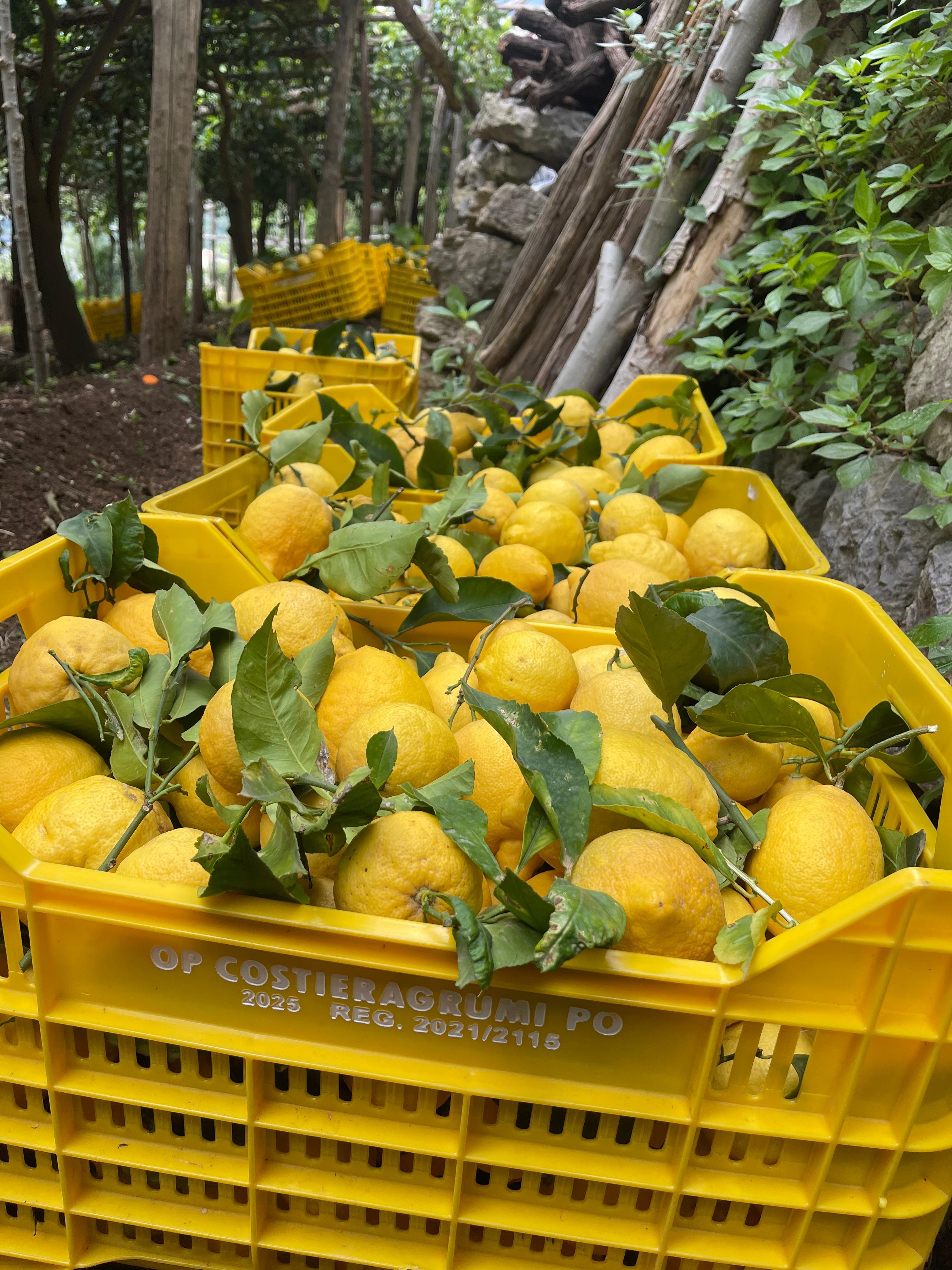 Amalfi Coast Path of Lemons Walking Tour with Farm Visit