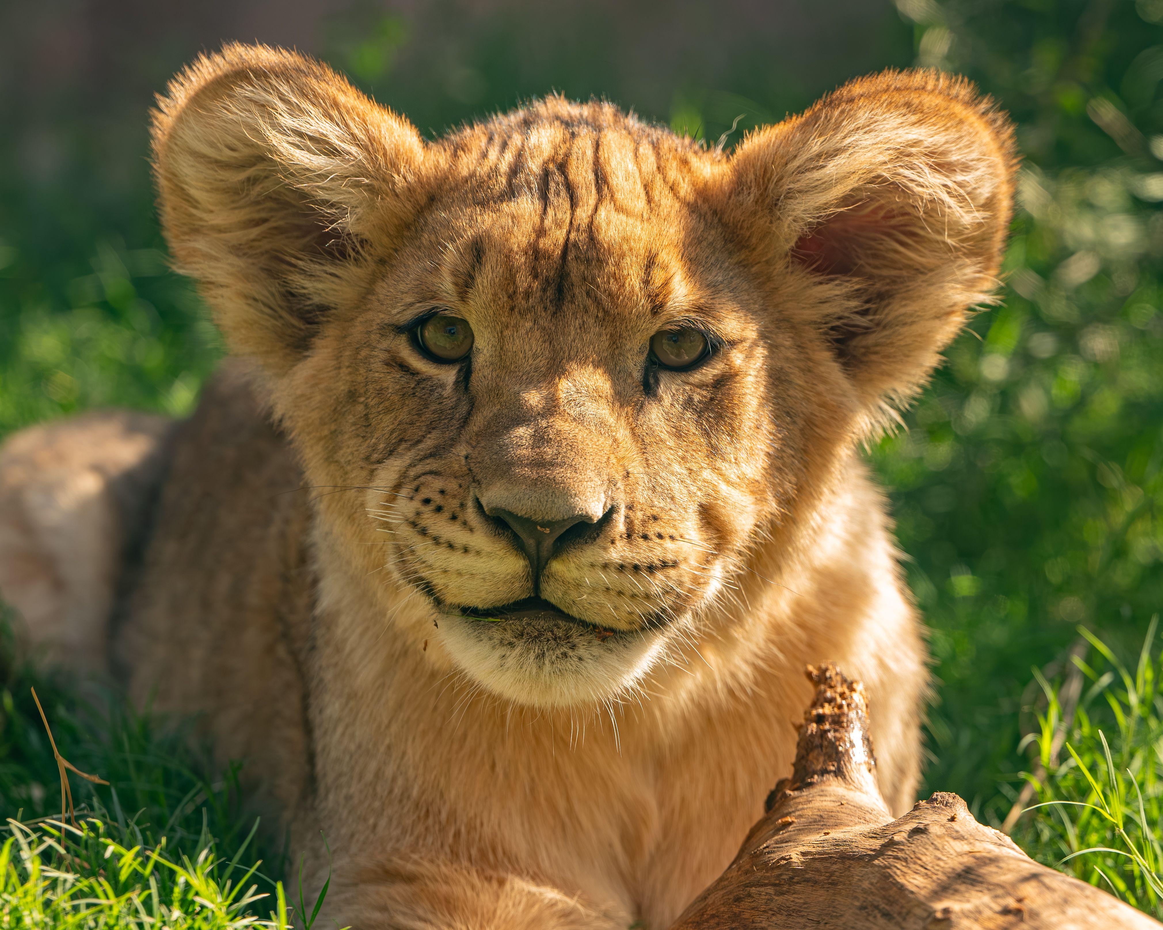 Phoenix Zoo: General Admission Ticket