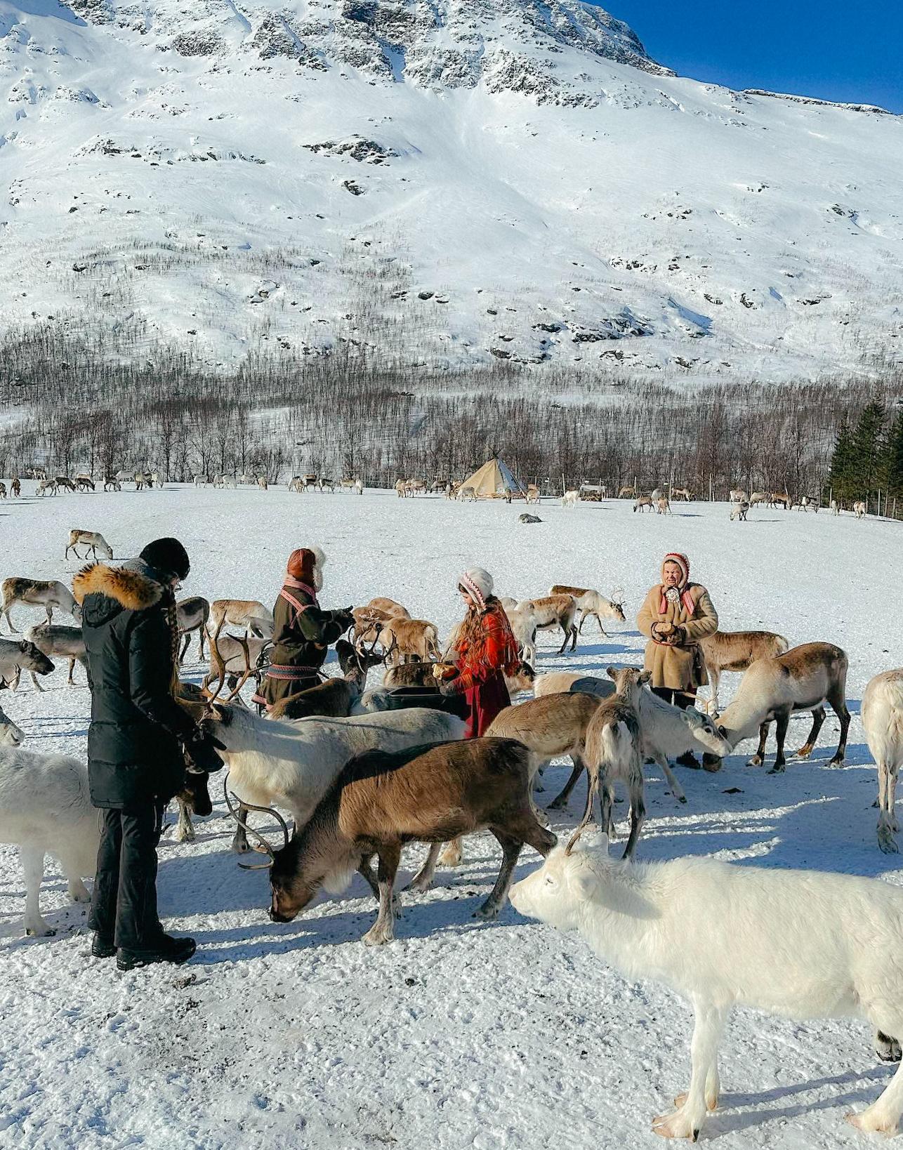 Tromsø: Reindeer Experience at a Sami Camp