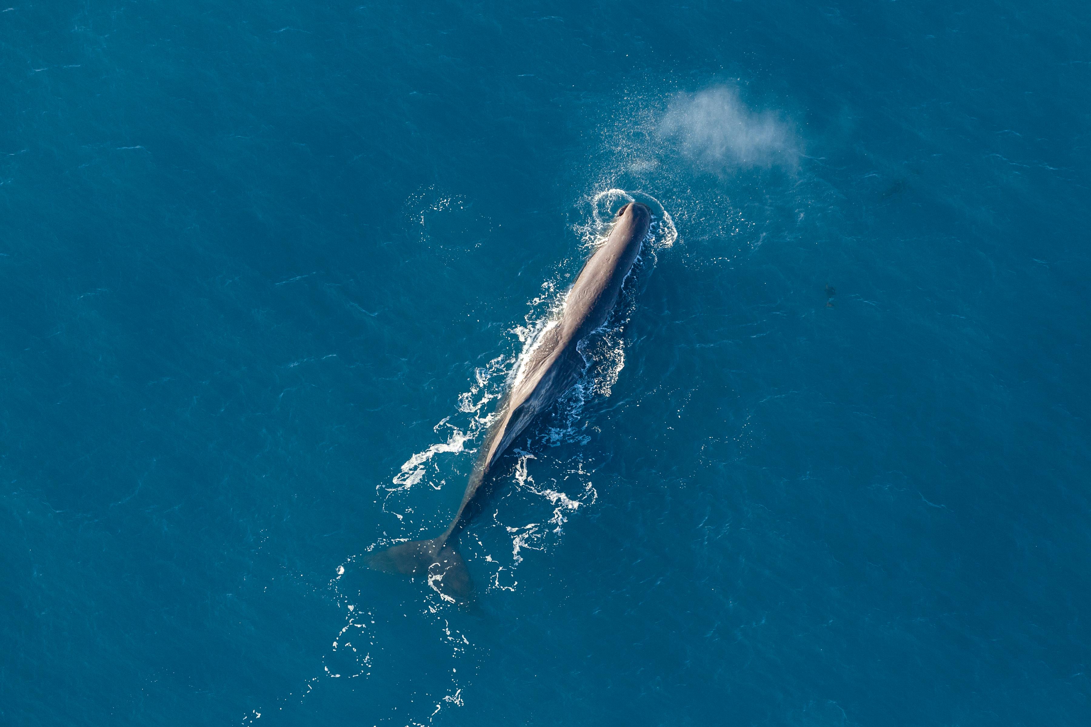 Kaikoura Whale Watching Helicopter Flight with Mountain Landing