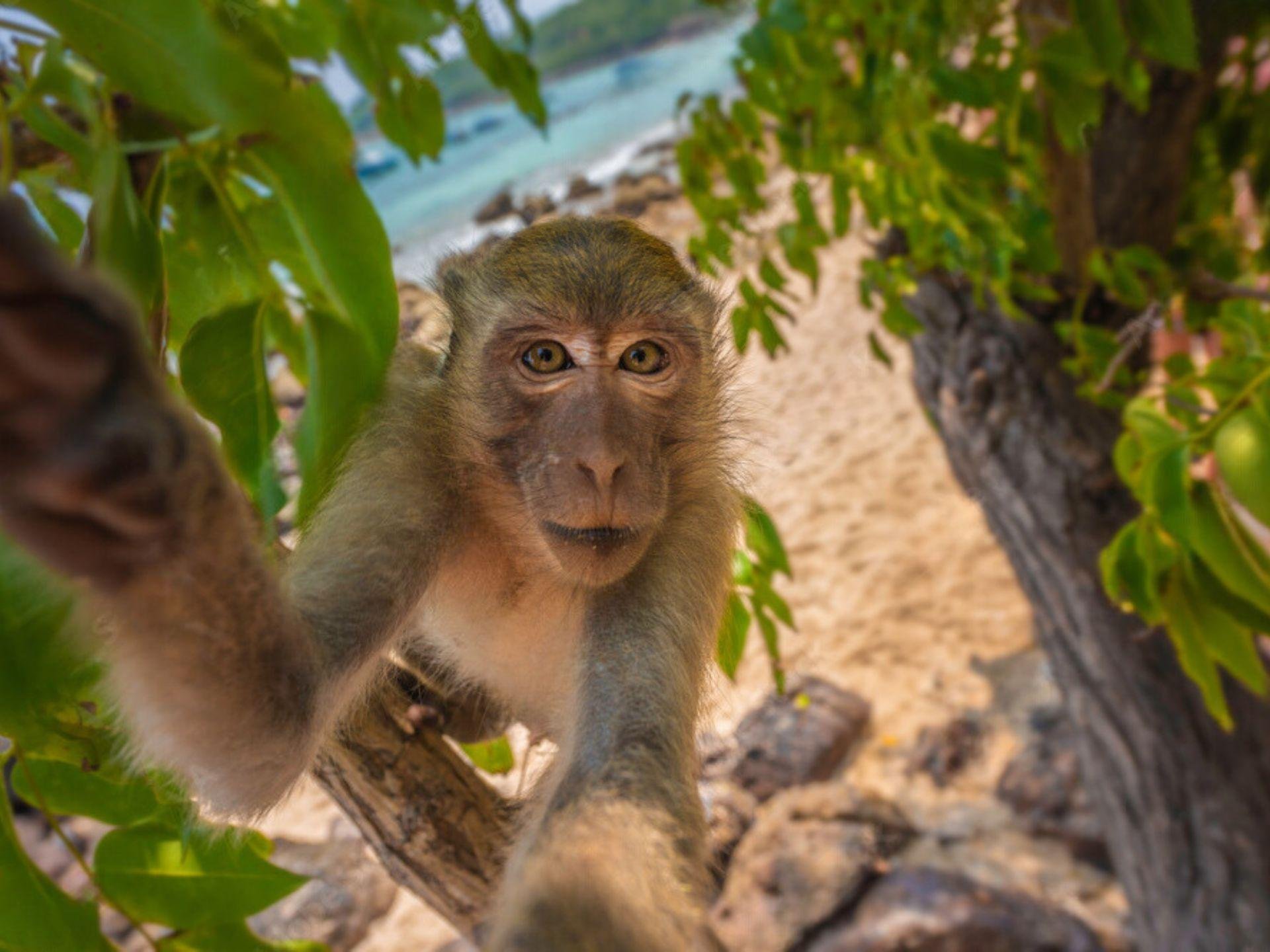 Phang Nga Bay Sea Canoe & James Bond Island Full-Day Tour