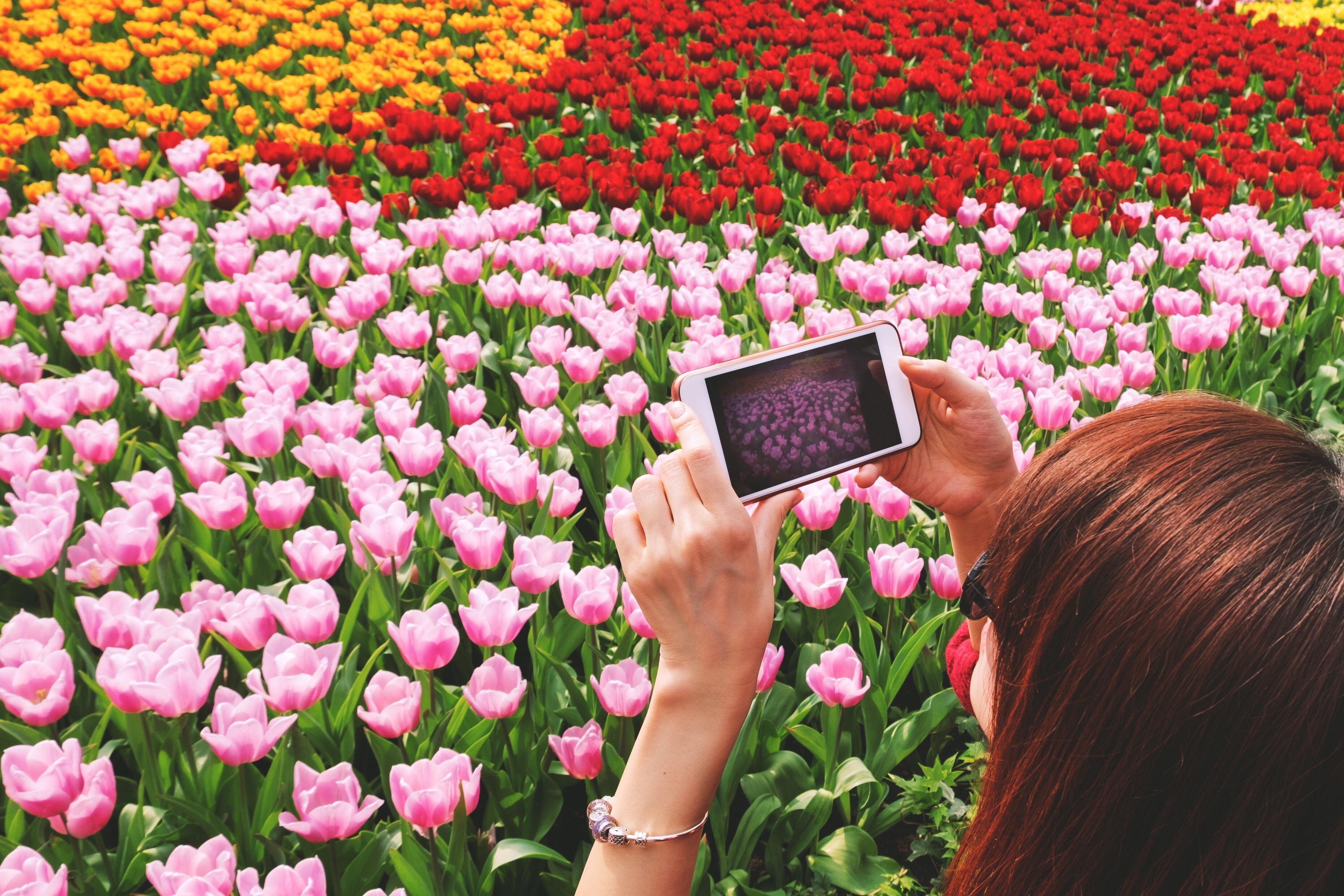 Keukenhof, Windmills & Volendam Small Group Experience