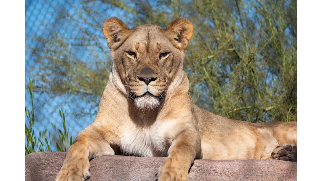 Phoenix Zoo: General Admission Ticket