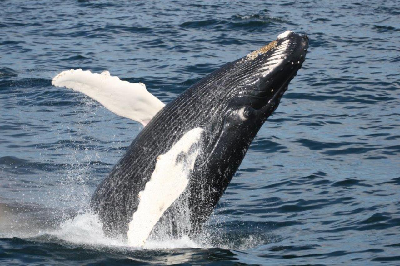 Cape Cod Whale Watching Tours — image 3