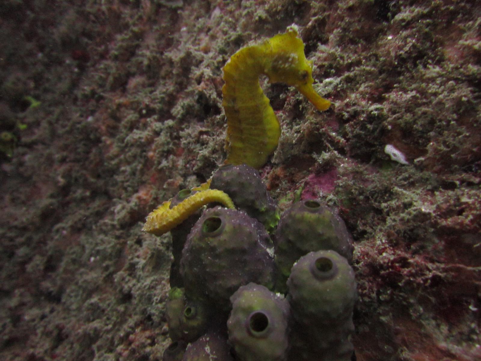 Cabo San Lucas Marine Park: Two-Tank Scuba Diving Adventure