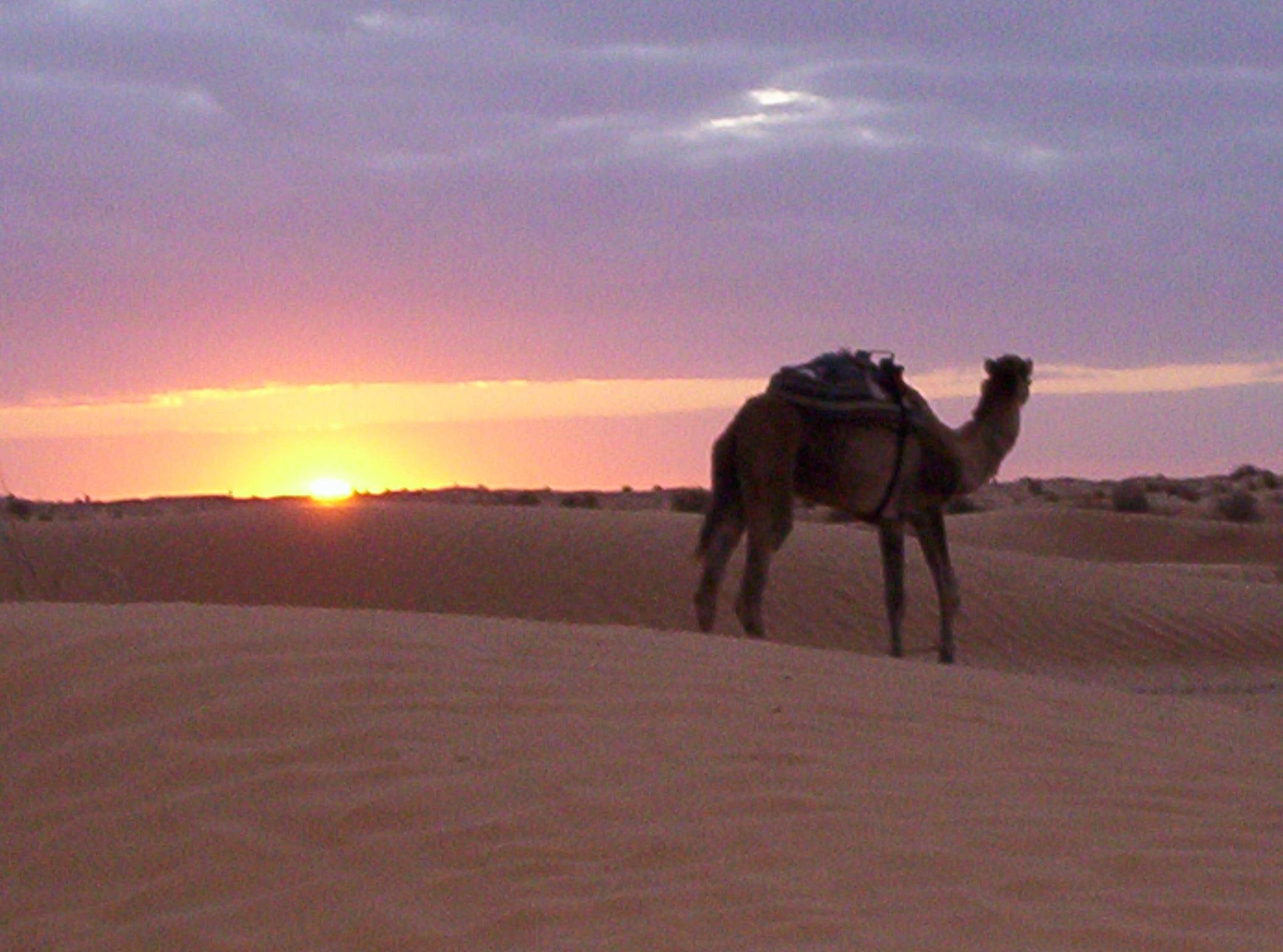 2-Day Sahara Desert Adventure with Overnight Camp from Djerba