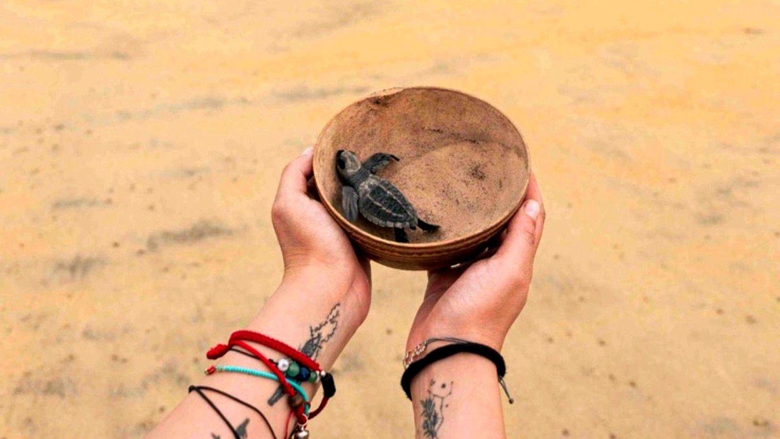 Turtle Release & Bioluminescent Lagoon Evening Tour